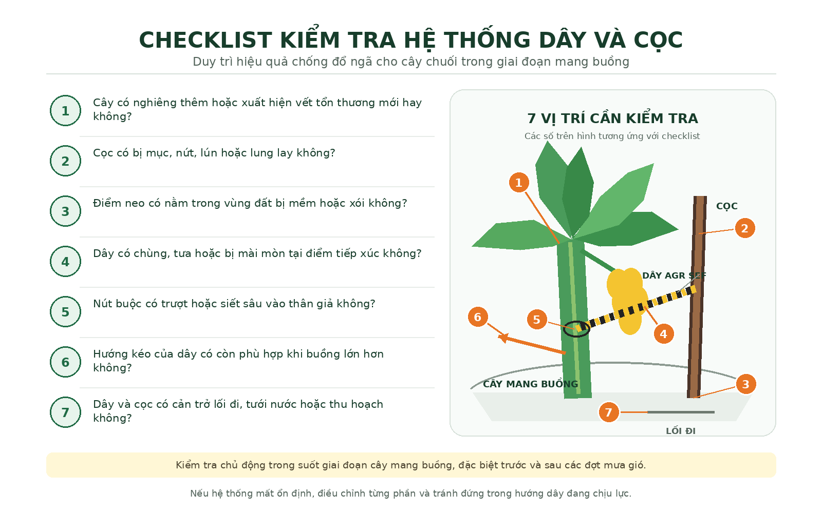 Cách chống đổ ngã cây chuối bằng dây và cọc đúng kỹ thuật| Phần 1
