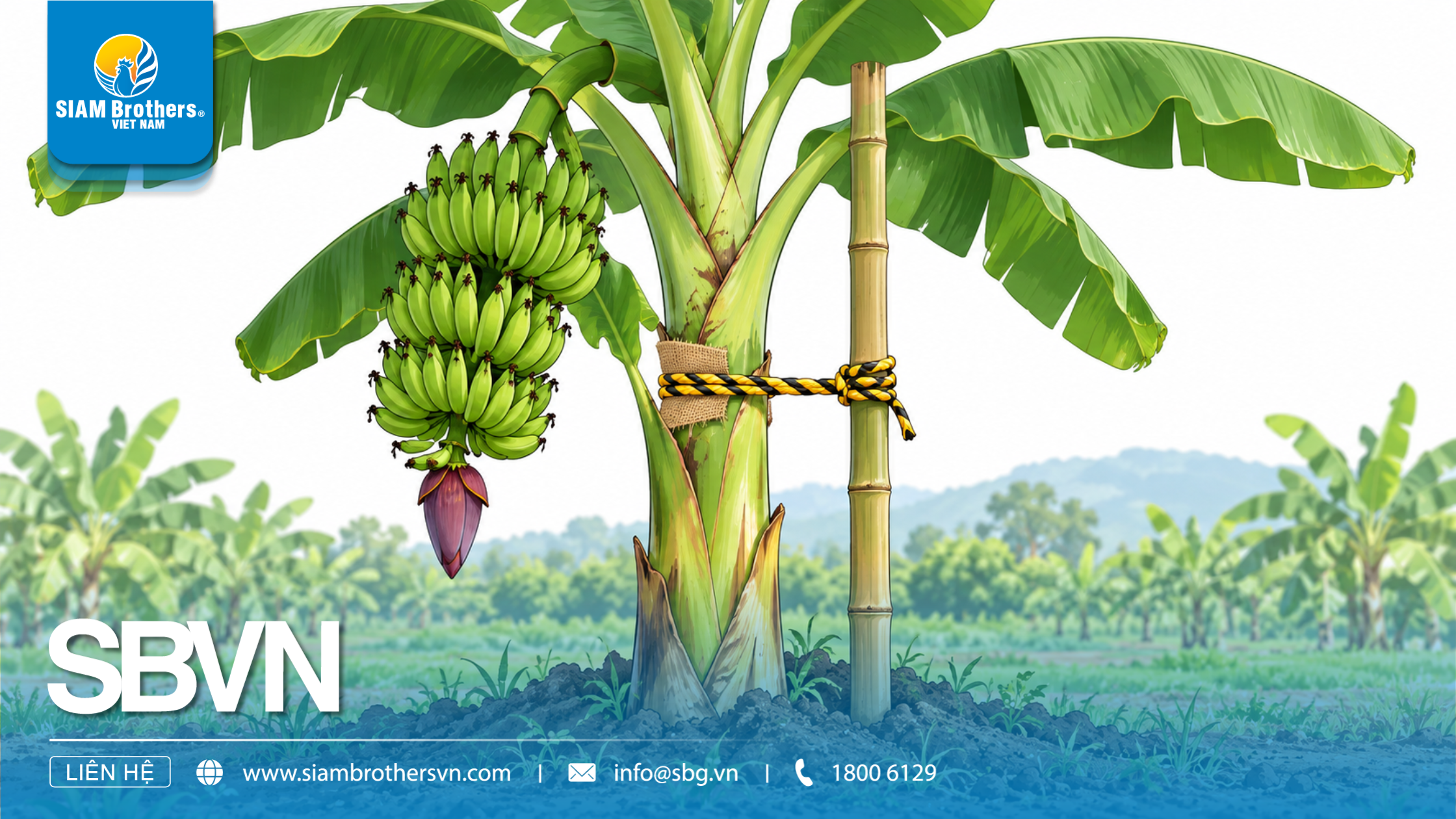 How to prevent banana plants from toppling with rope and stakes.