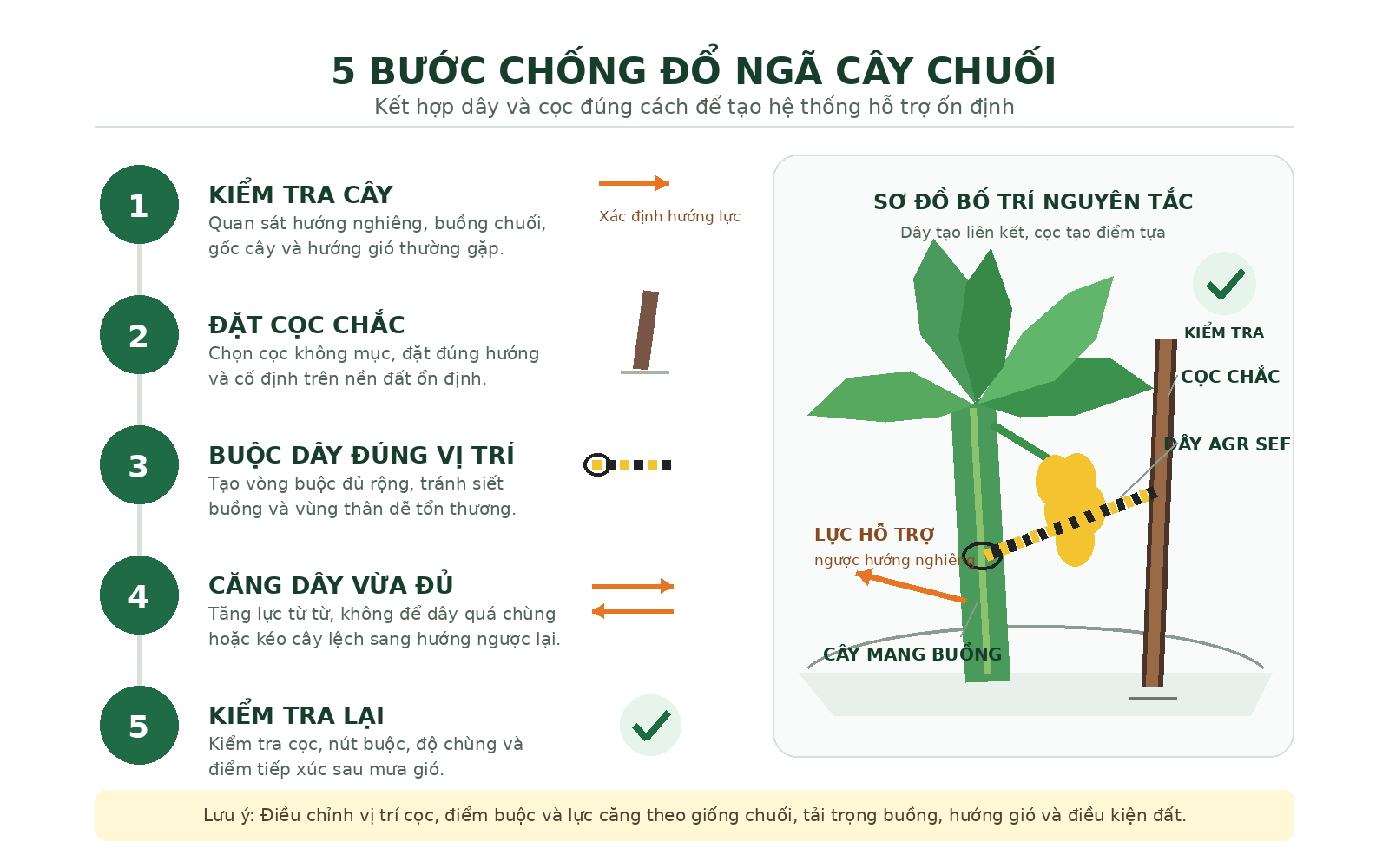 5 bước thực hiện cách chống đổ ngã cây chuối