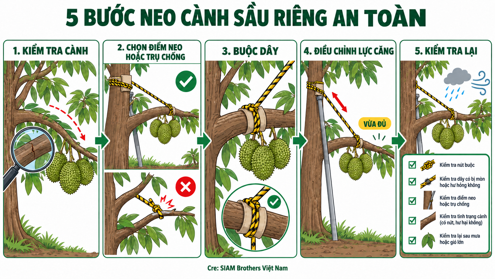 Cách chống gãy cành sầu riêng với 5 bước gia cố dễ áp dụng | Phần 2
