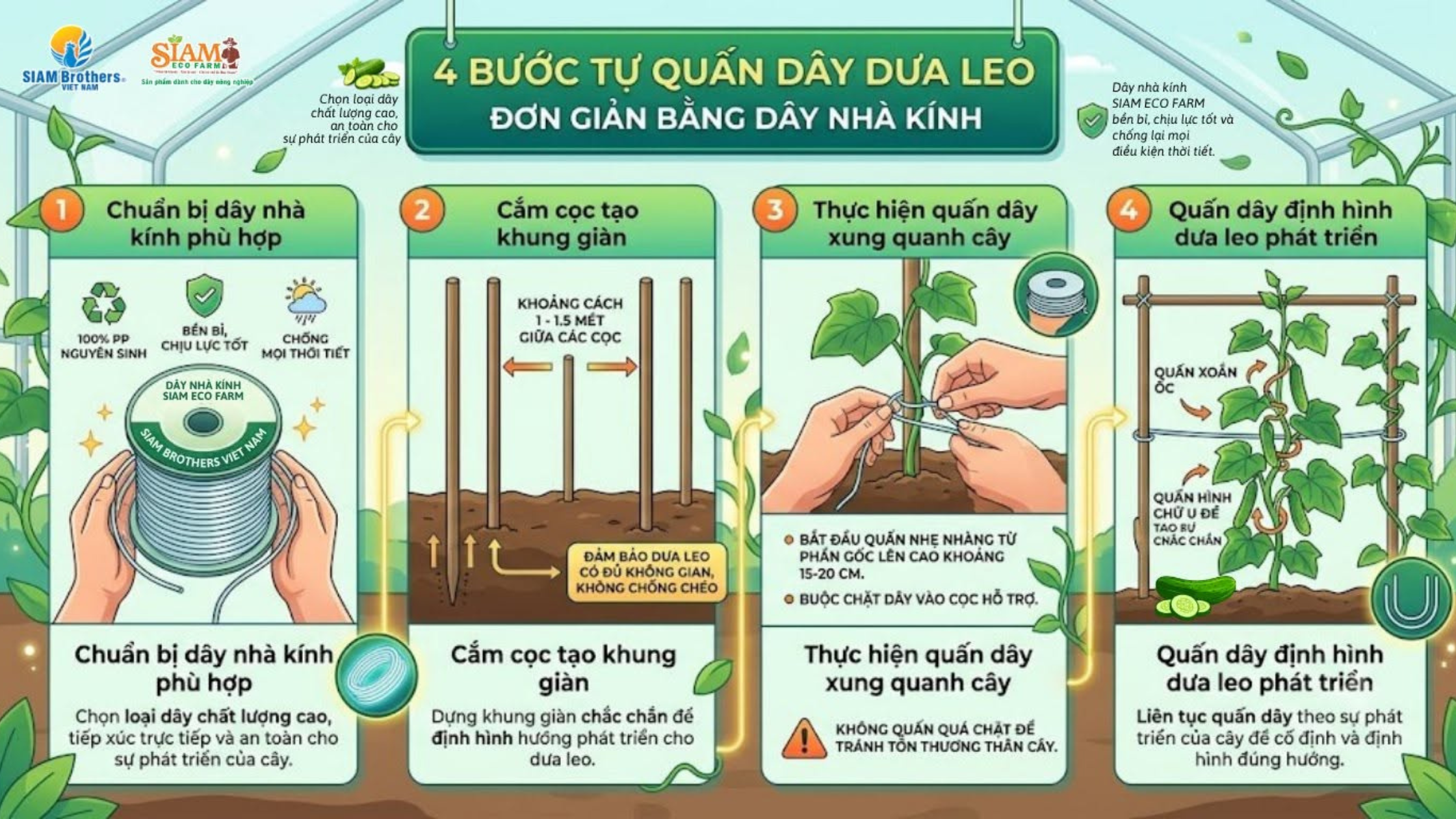 Cách quấn dây dưa leo đúng kỹ thuật giúp cây phát triển khỏe và sai trái