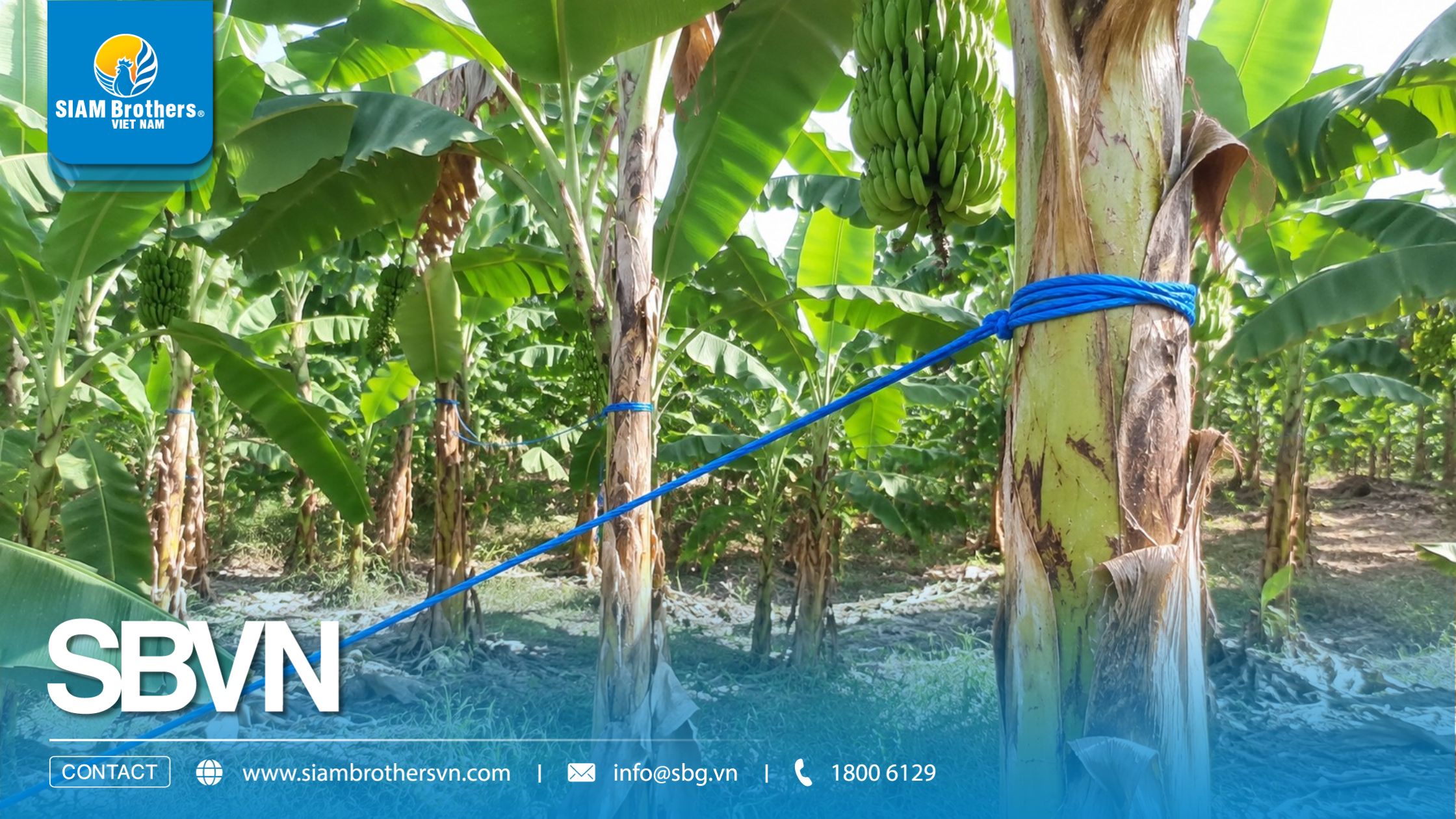 Dây chống đổ ngã chuối cường lực dùng được bao nhiêu cây? Cách tính số lượng cần mua
