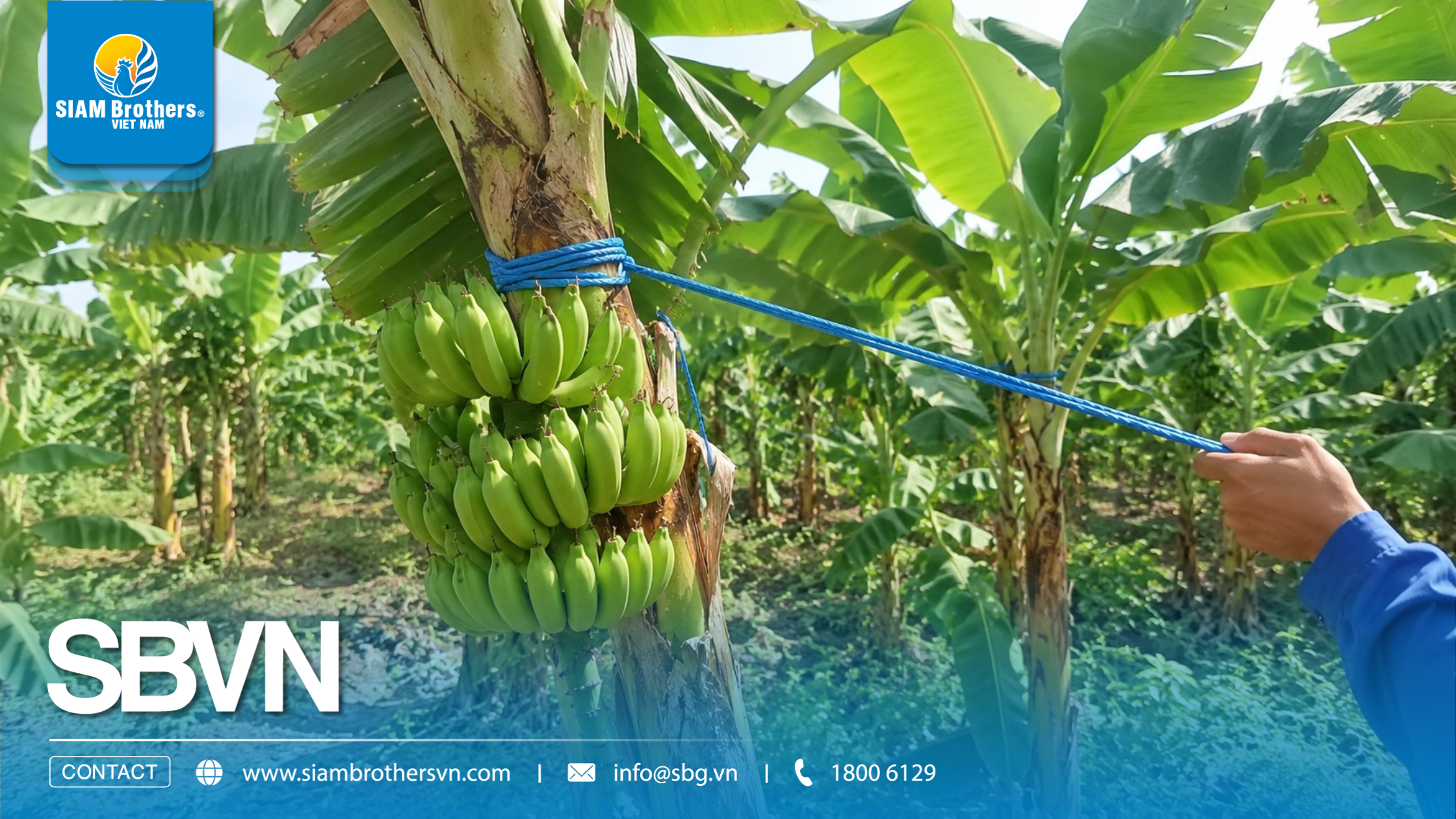 Dây chống đổ ngã chuối cường lực dùng được bao nhiêu cây? Cách tính số lượng cần mua