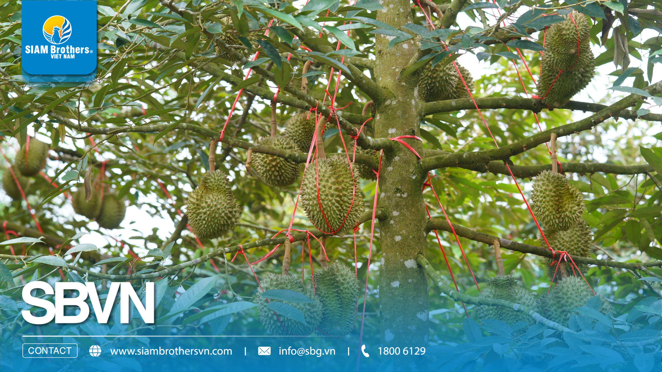 Vì sao dây cột cành sầu riêng nhanh đứt? 5 sai lầm khiến nhà vườn mất tiền oan