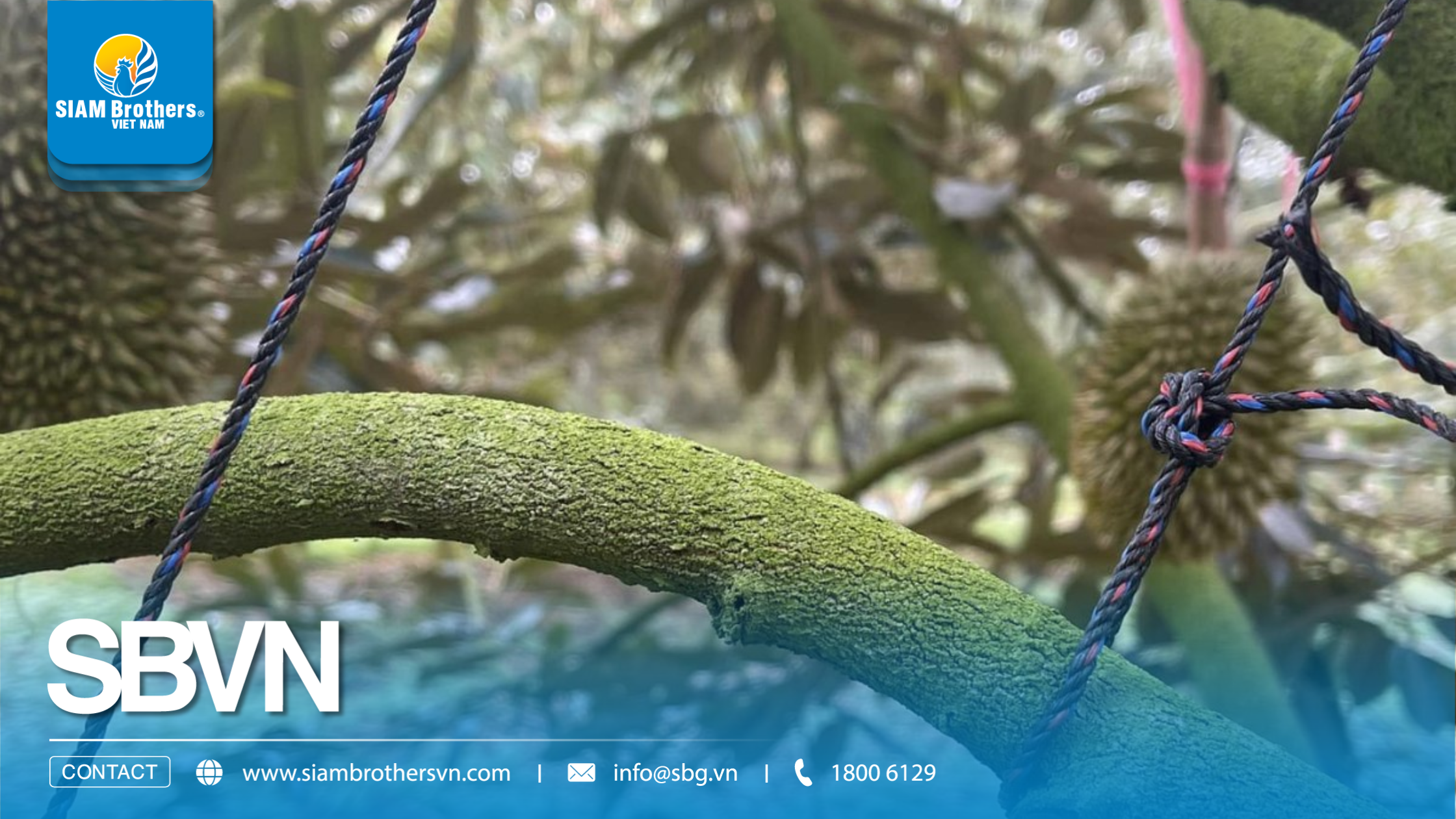 Vì sao dây cột cành sầu riêng nhanh đứt? 5 sai lầm khiến nhà vườn mất tiền oan