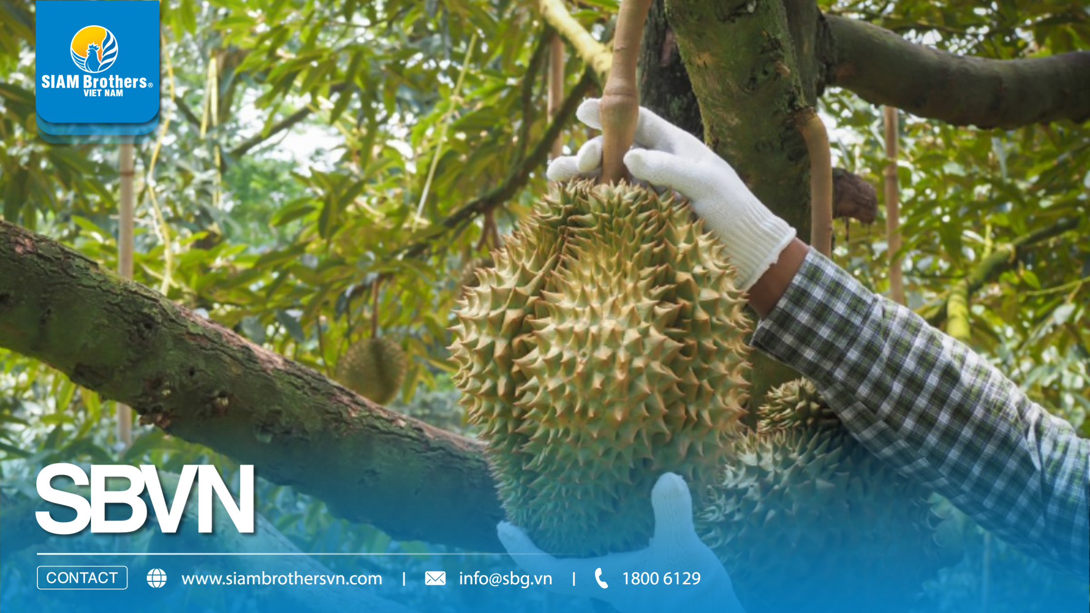 Vì sao dây cột cành sầu riêng nhanh đứt? 5 sai lầm khiến nhà vườn mất tiền oan