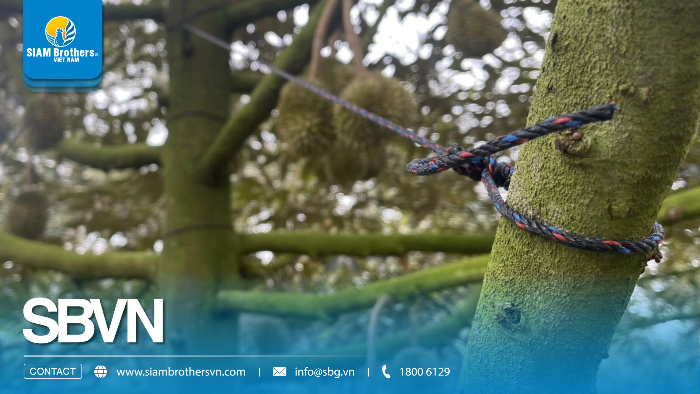 Vì sao dây cột cành sầu riêng nhanh đứt? 5 sai lầm khiến nhà vườn mất tiền oan