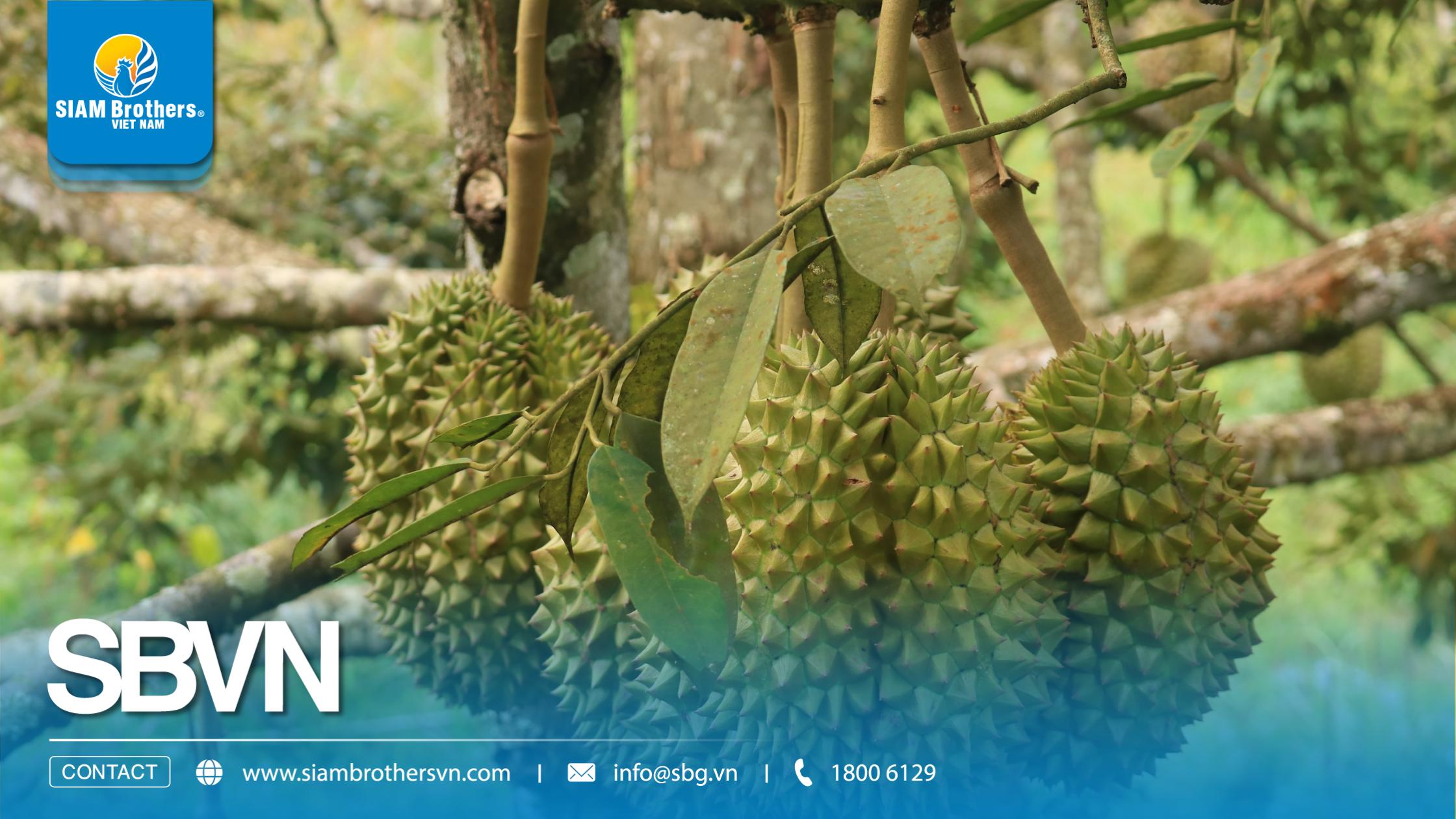 Vì sao dây cột cành sầu riêng nhanh đứt? 5 sai lầm khiến nhà vườn mất tiền oan