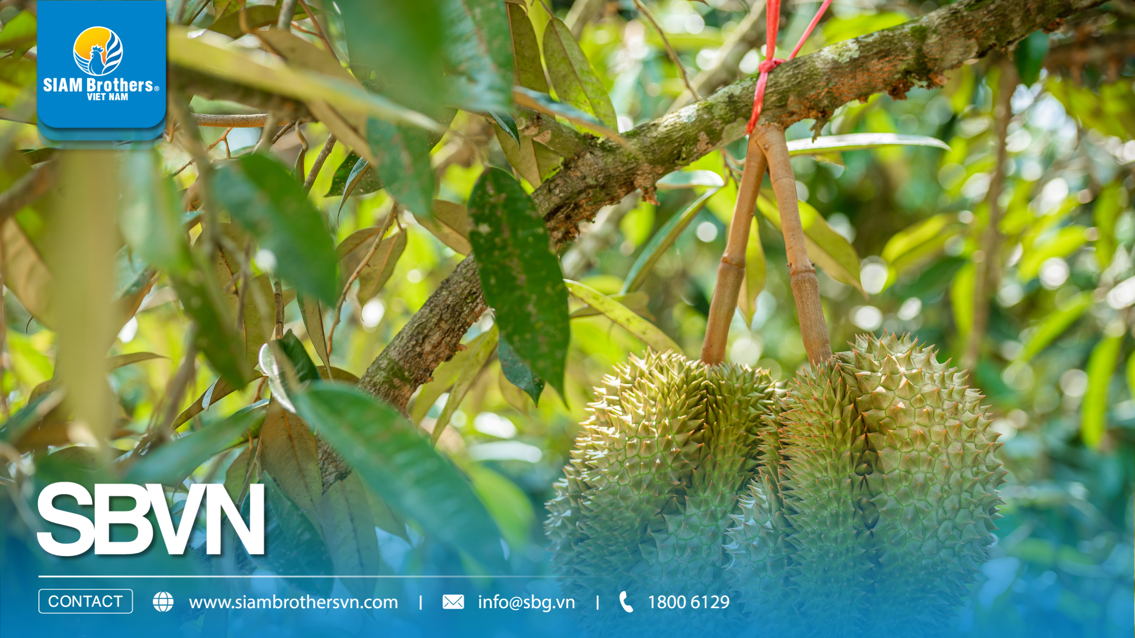 Vì sao dây cột cành sầu riêng nhanh đứt? 5 sai lầm khiến nhà vườn mất tiền oan