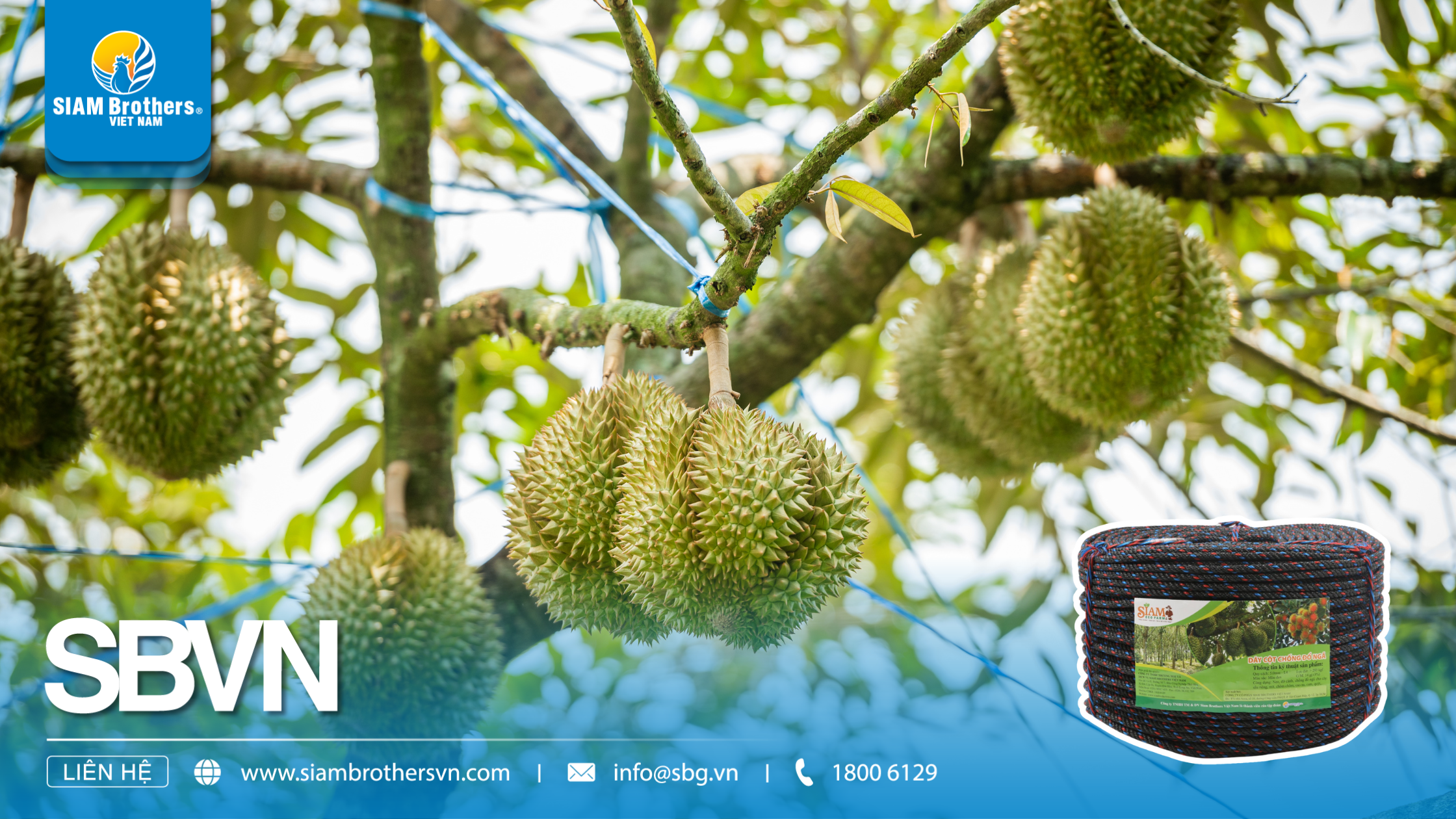 Tăng 20% thu hoạch nhờ chủ động dùng dây cột chống đổ ngã - Kinh nghiệm thực tế từ nông trại sầu riêng Tây Nguyên