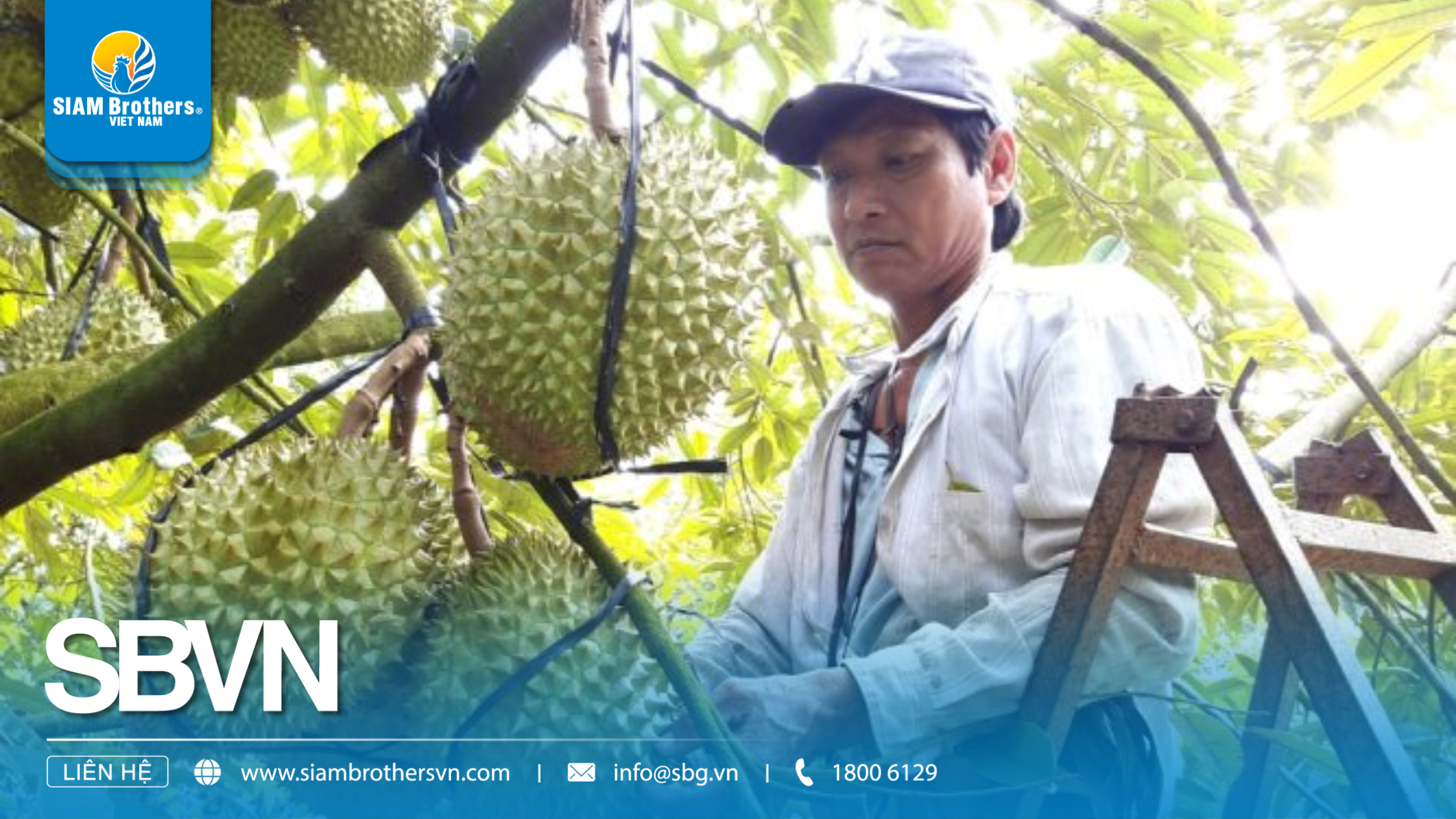 Hướng dẫn chi tiết cách sử dụng dây neo cành sầu riêng để tránh gãy cành