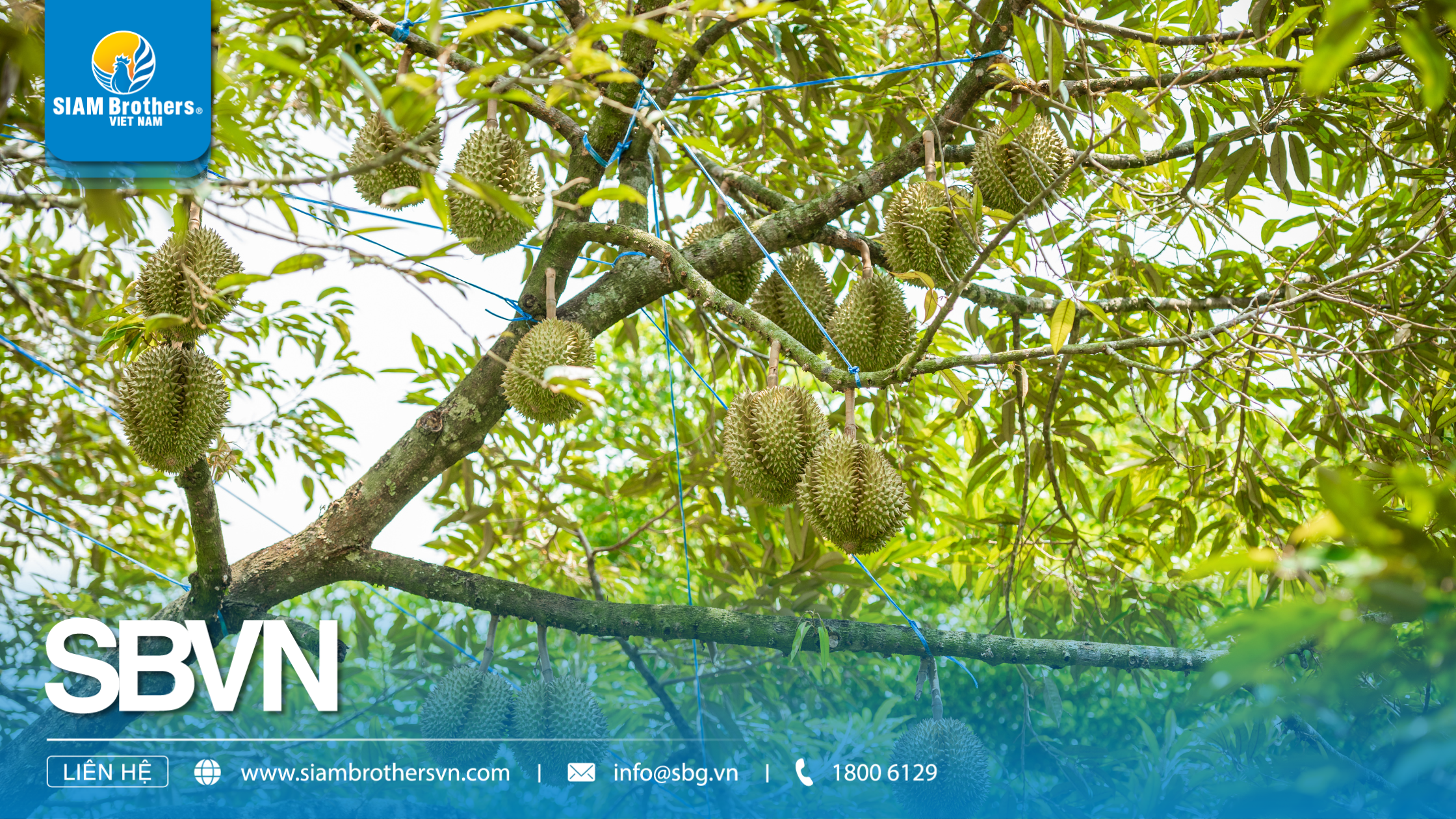 Hướng dẫn chi tiết cách sử dụng dây neo cành sầu riêng để tránh gãy cành