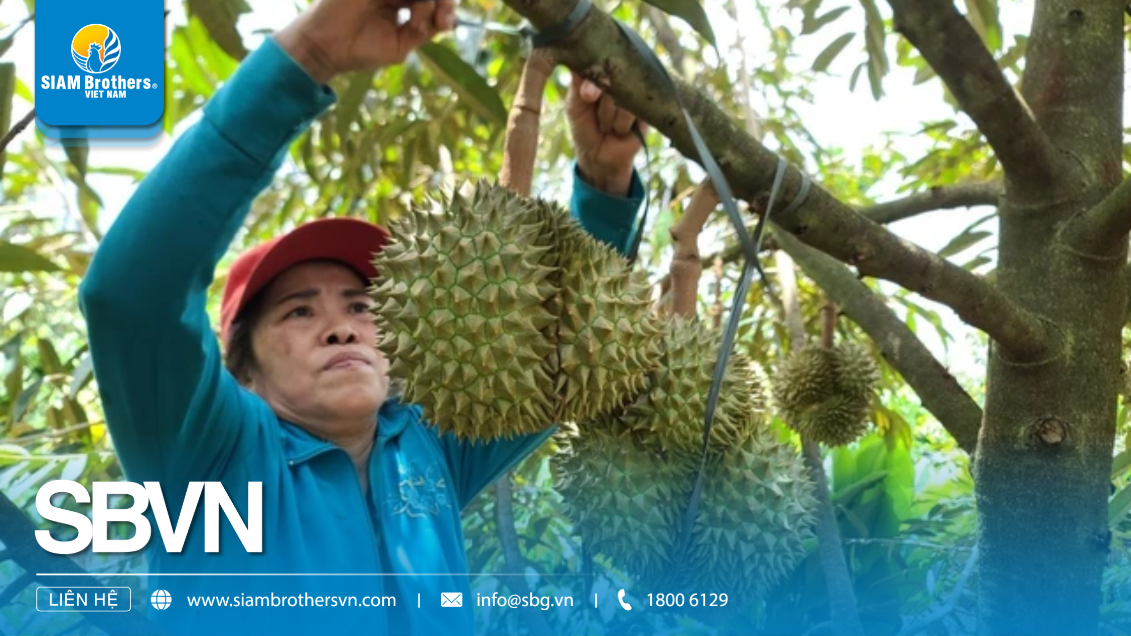 Hướng dẫn chi tiết cách sử dụng dây neo cành sầu riêng để tránh gãy cành