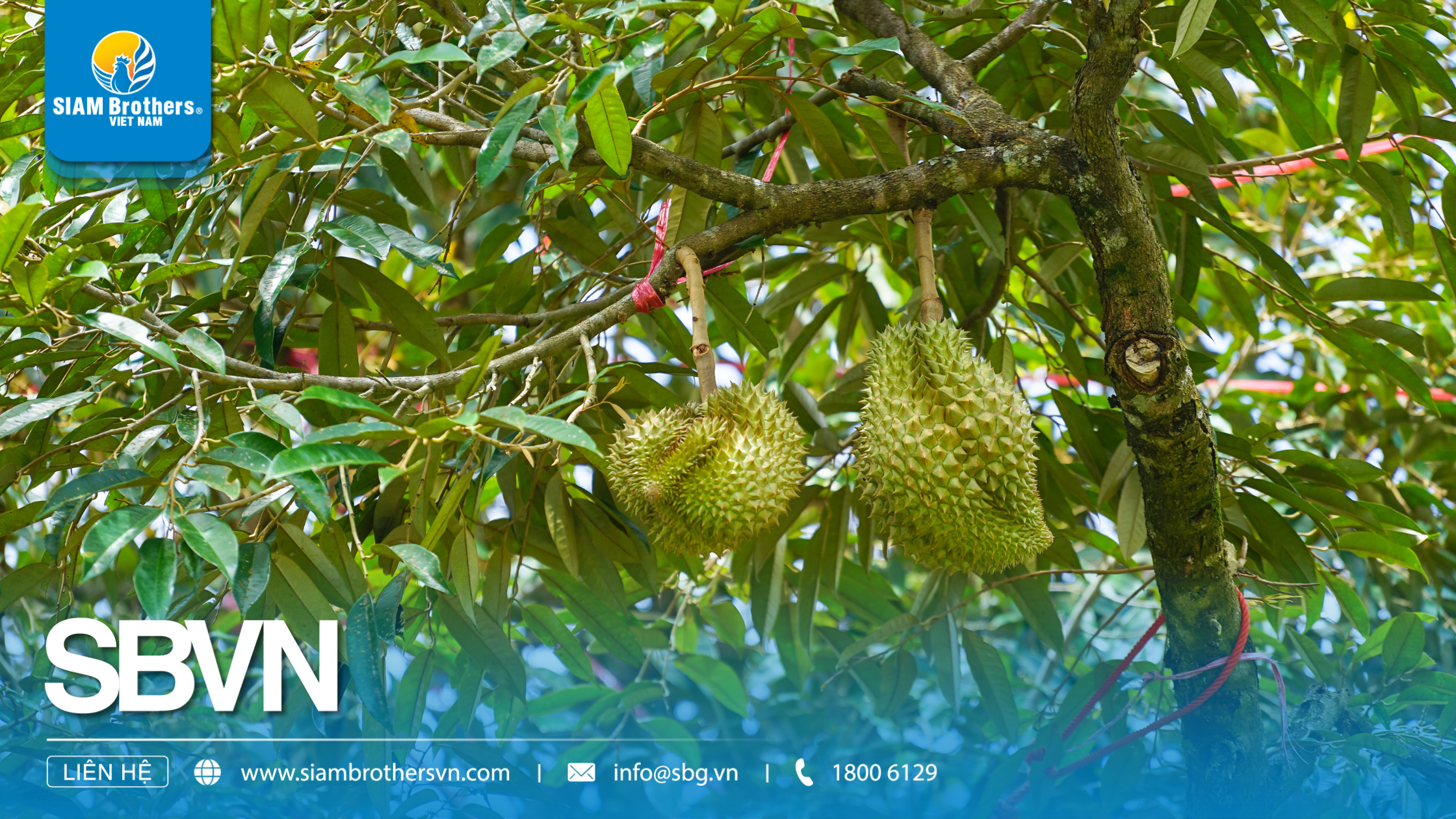 Hướng dẫn chi tiết cách sử dụng dây neo cành sầu riêng để tránh gãy cành