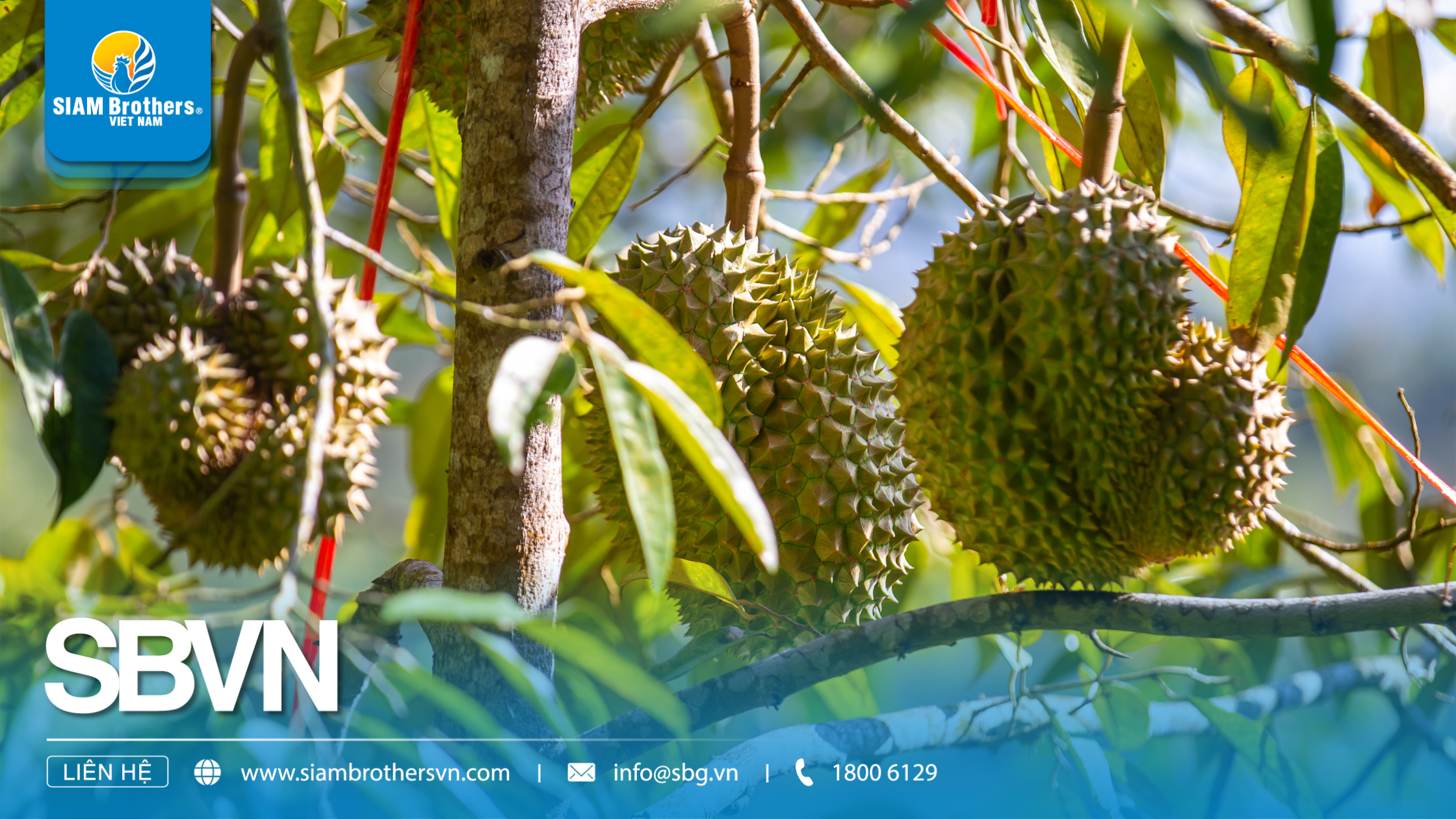 Hướng dẫn chi tiết cách sử dụng dây neo cành sầu riêng để tránh gãy cành