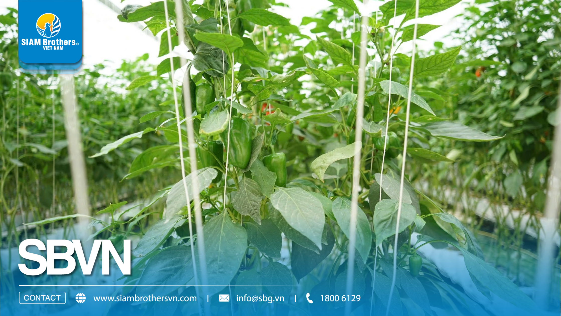 Đầu tư dây nhà kính chuyên dụng có thực sự giúp tăng hiệu quả canh tác khi trồng ớt, cà chua?