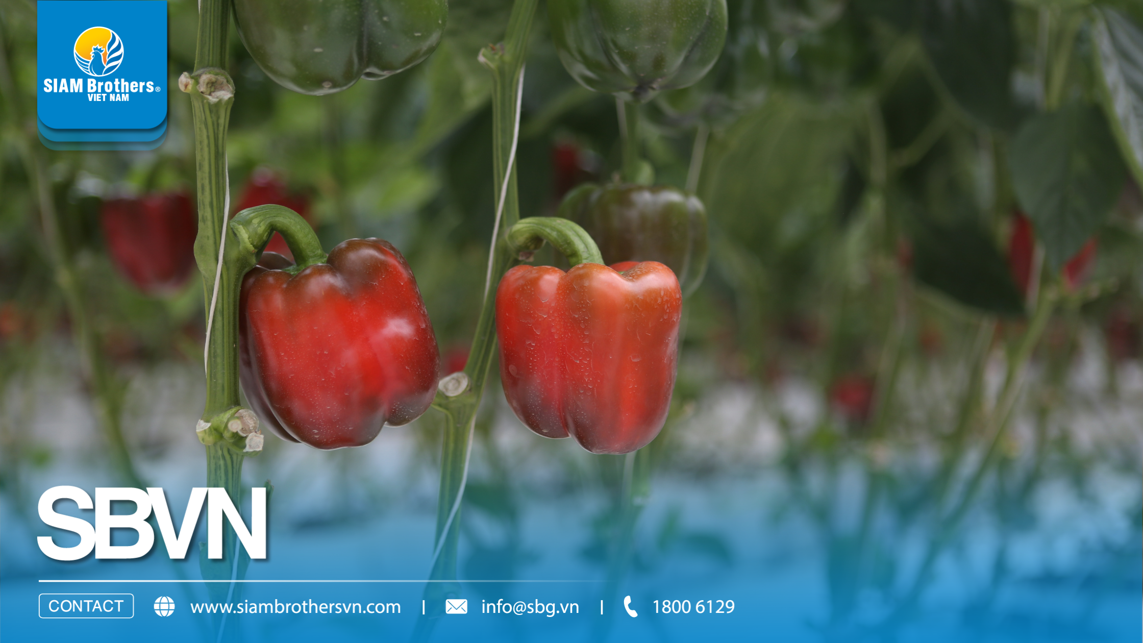 Đầu tư dây nhà kính chuyên dụng có thực sự giúp tăng hiệu quả canh tác khi trồng ớt, cà chua?