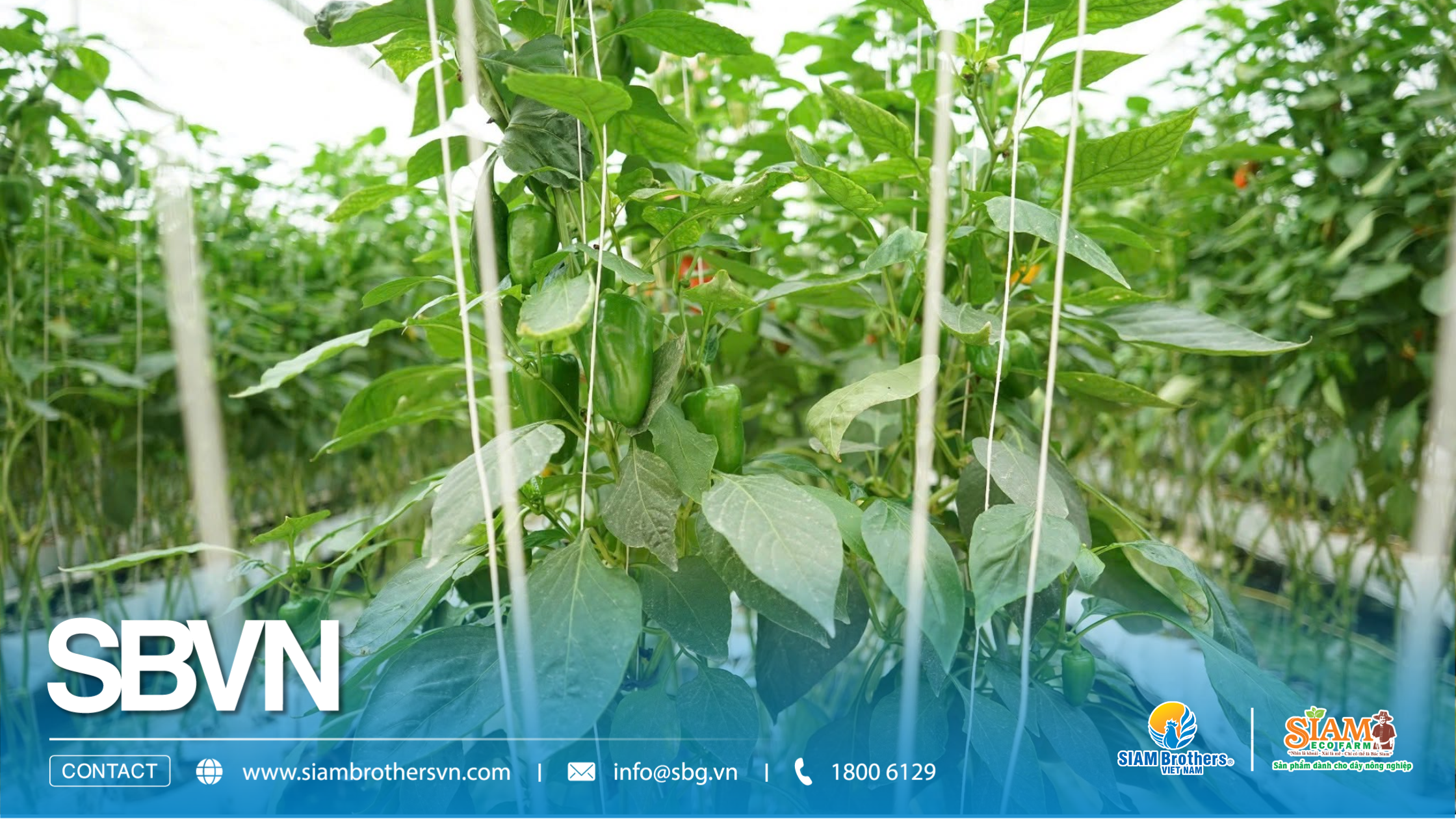 SIAM Brothers Việt Nam tổ chức chương trình tập huấn dây nông nghiệp công nghệ cao tại Lâm Đồng