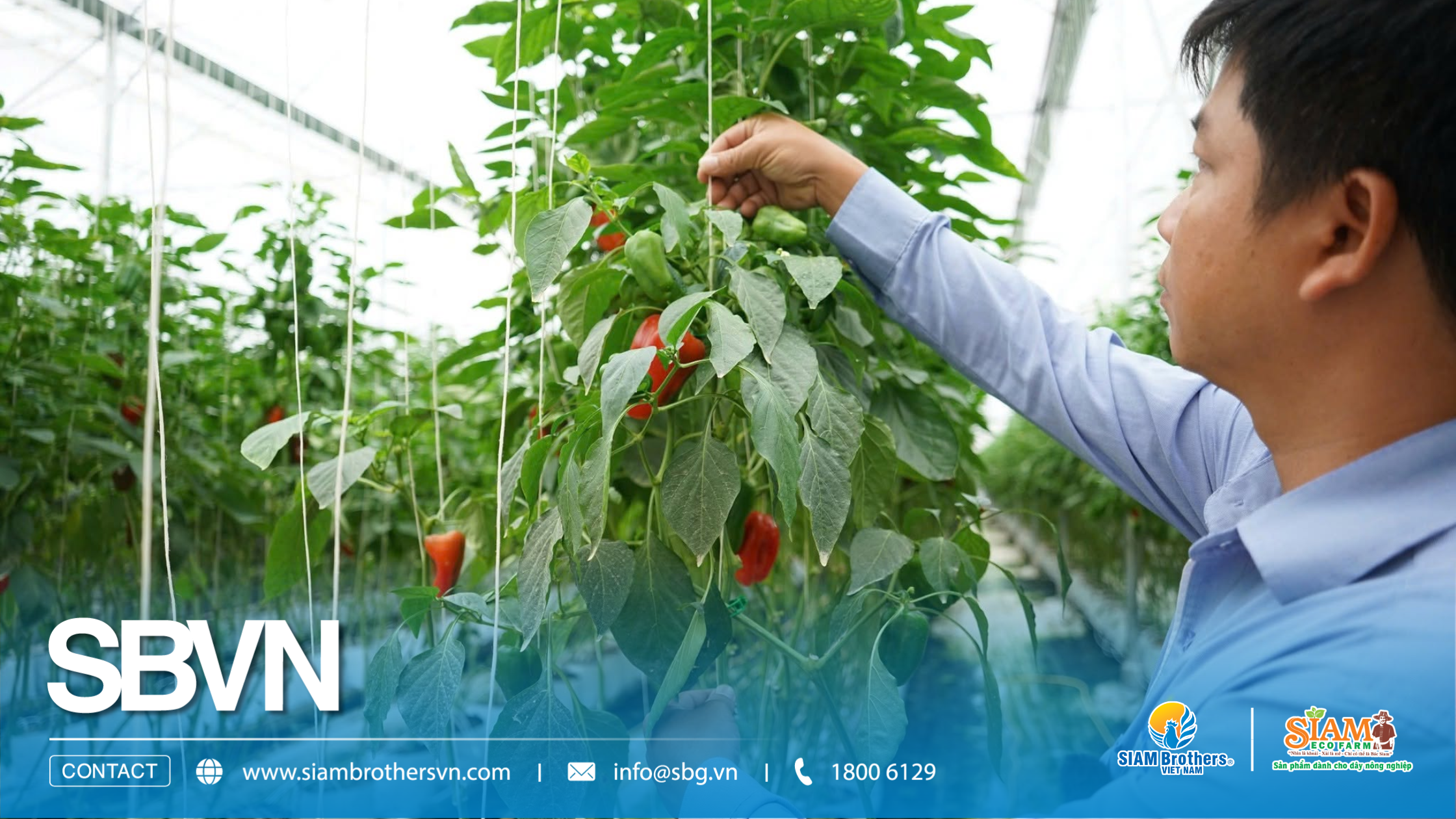 SIAM Brothers Việt Nam tổ chức chương trình tập huấn dây nông nghiệp công nghệ cao tại Lâm Đồng