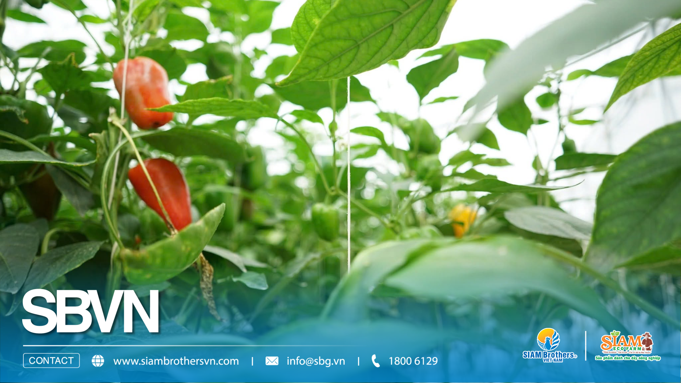 SIAM Brothers Việt Nam tổ chức chương trình tập huấn dây nông nghiệp công nghệ cao tại Lâm Đồng