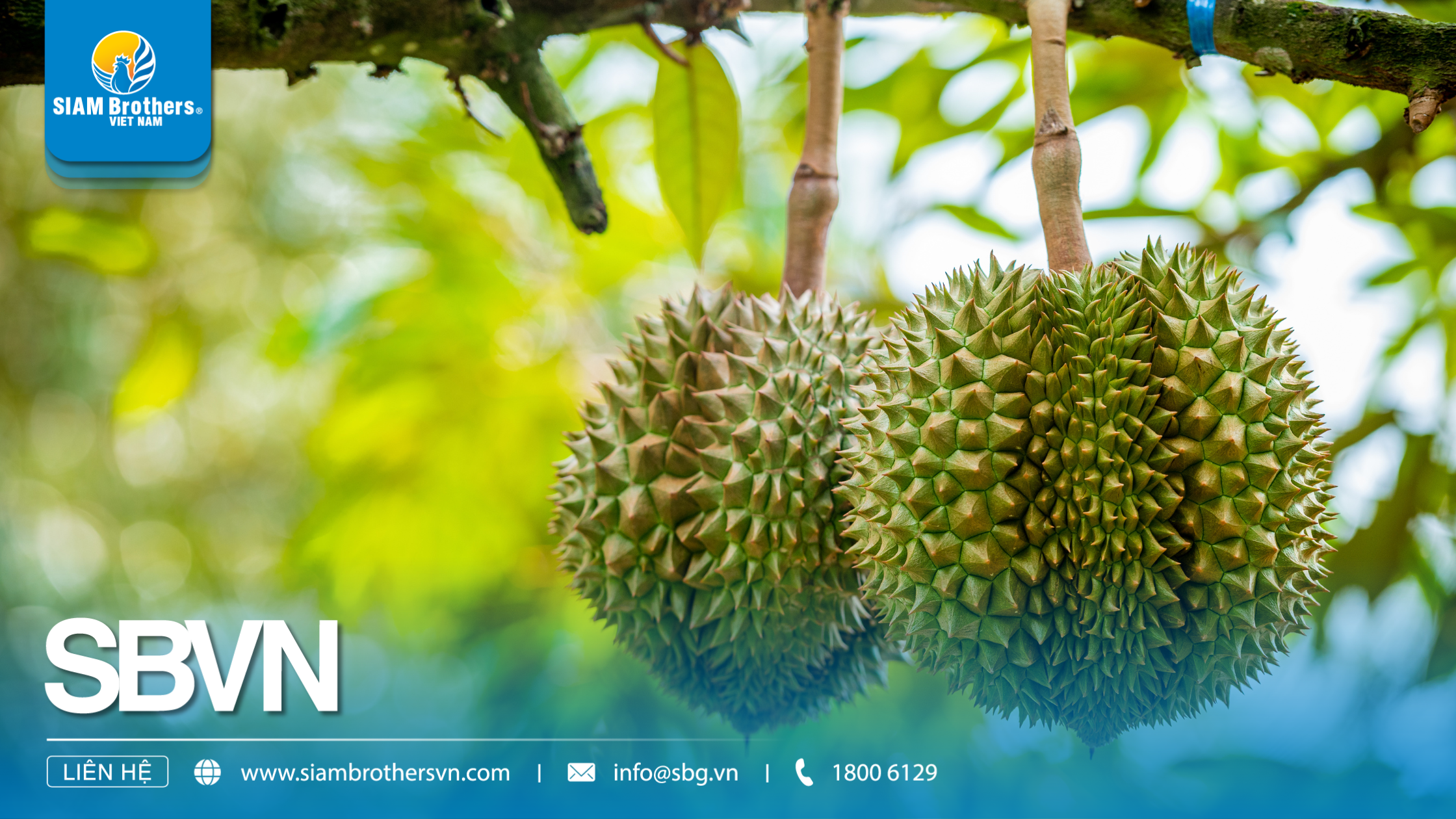 Kinh nghiệm sử dụng dây thừng cột cành sầu riêng: Cách buộc đúng để tránh gãy cành