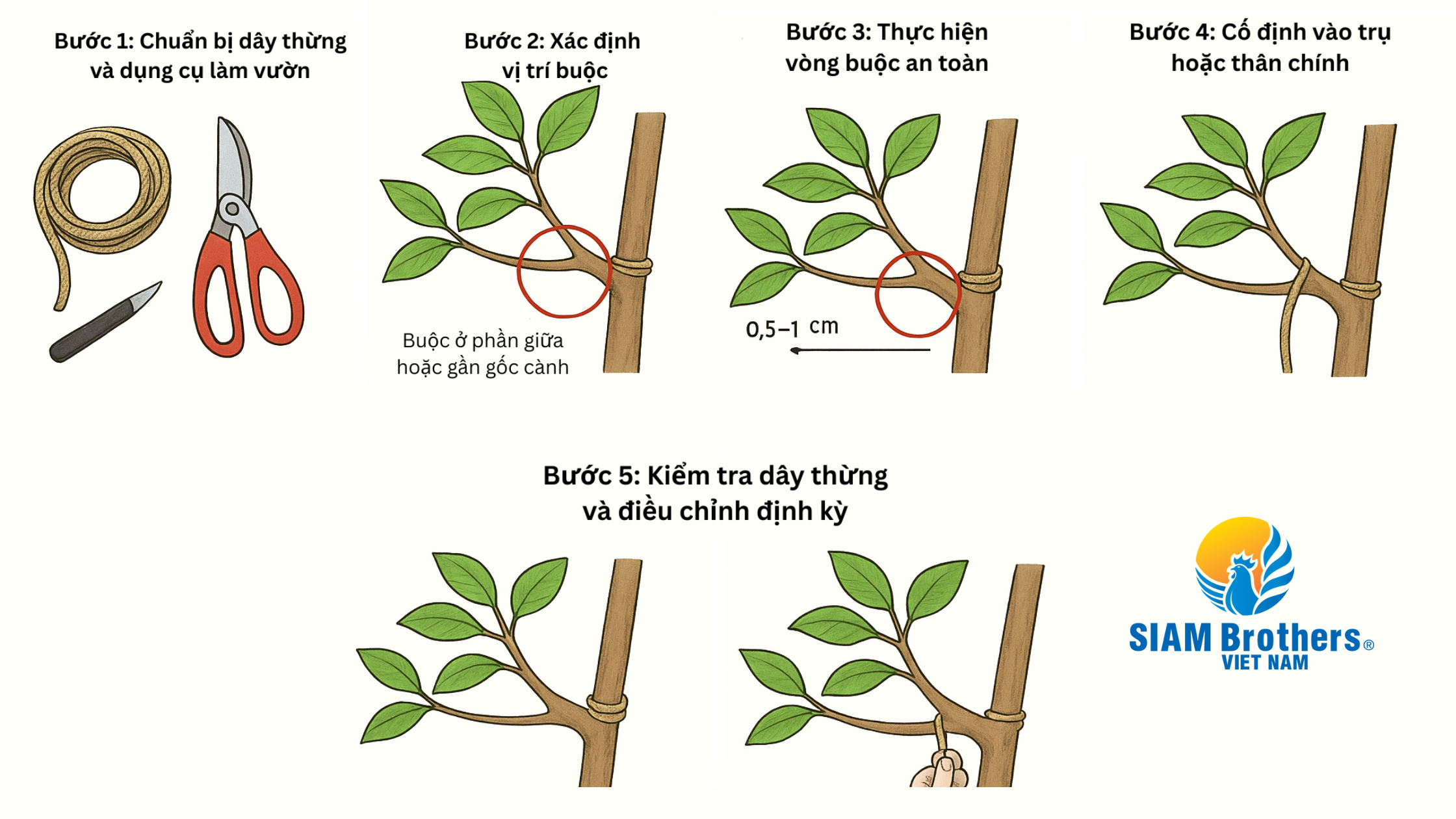 Kinh nghiệm sử dụng dây thừng cột cành sầu riêng: Cách buộc đúng để tránh gãy cành