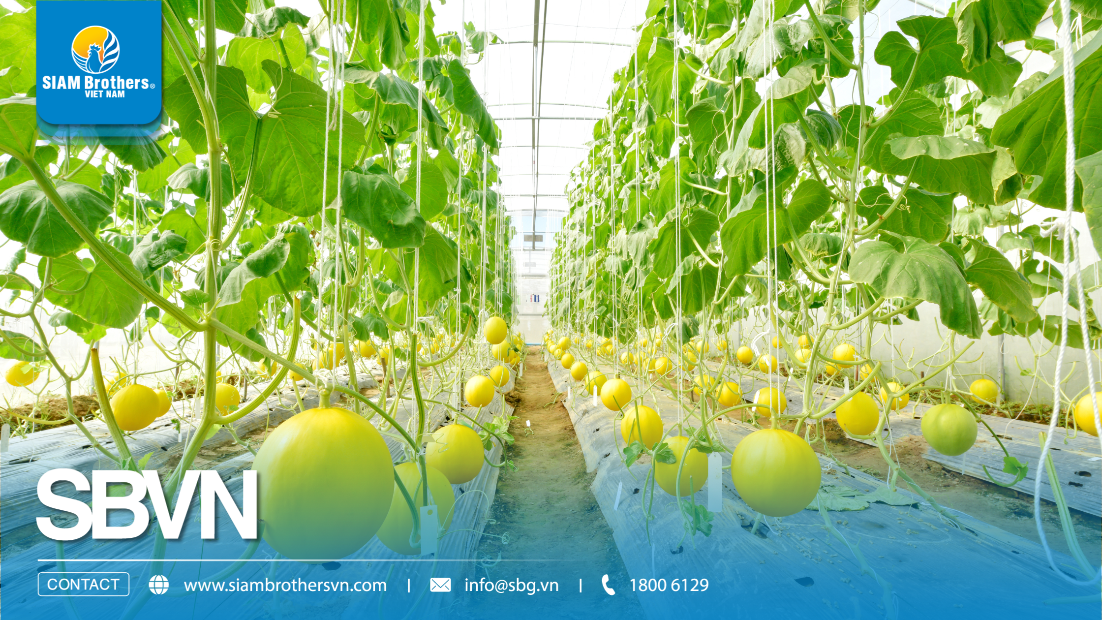 Cách làm giàn dây treo dưa lưới trong nhà màng đúng kỹ thuật