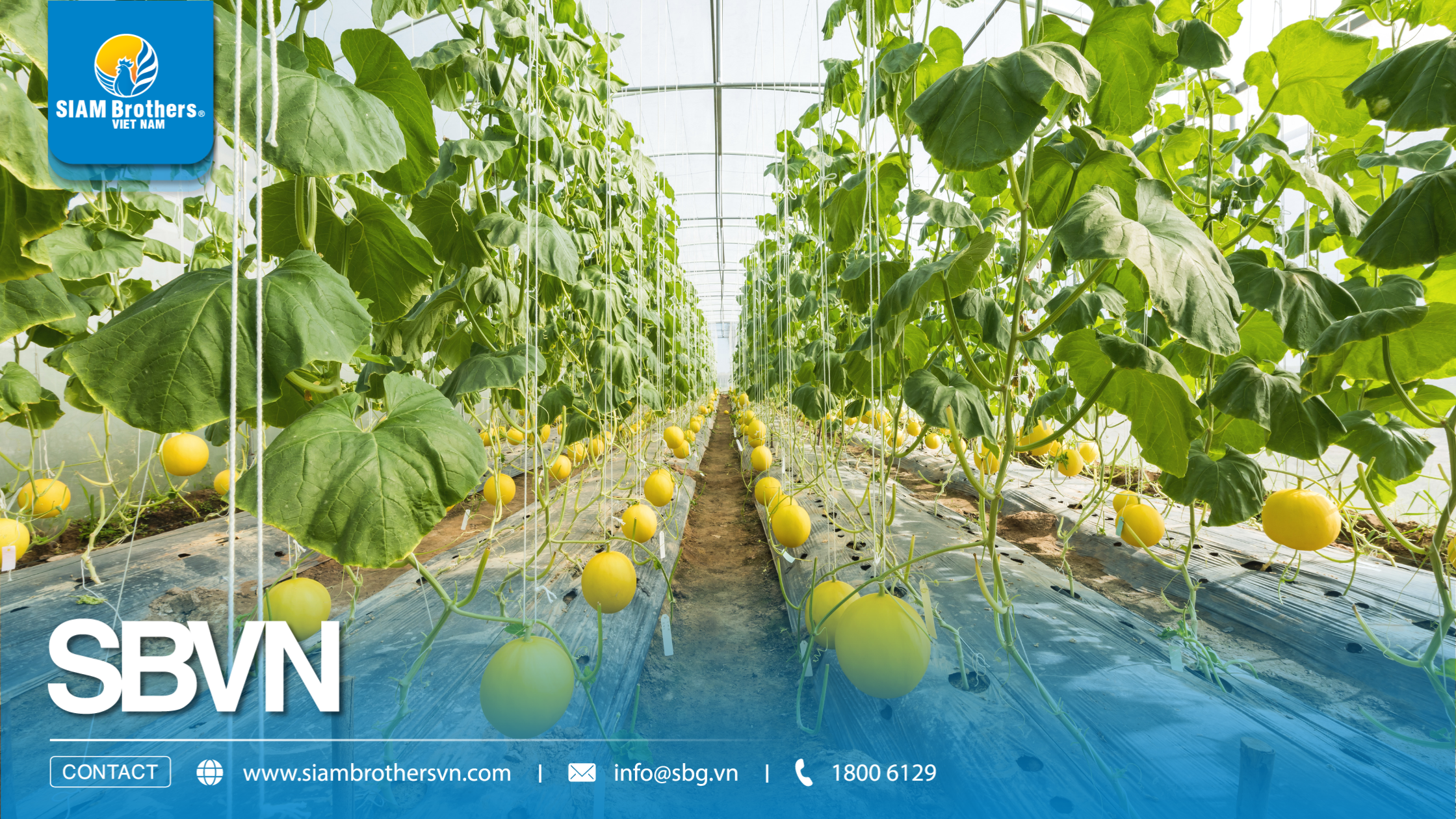 Cách làm giàn dây treo dưa lưới trong nhà màng đúng kỹ thuật