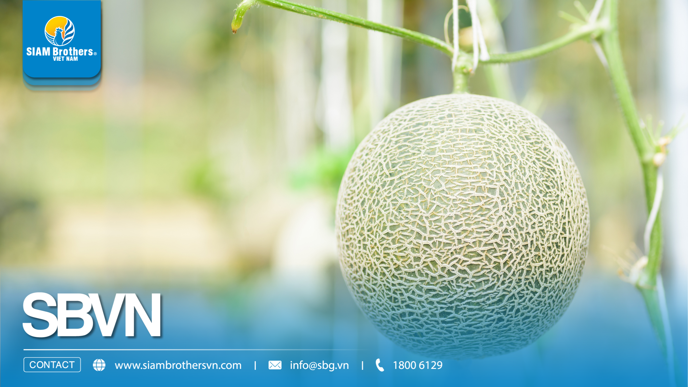 Cách làm giàn treo dưa lưới trong nhà màng đúng kỹ thuật 