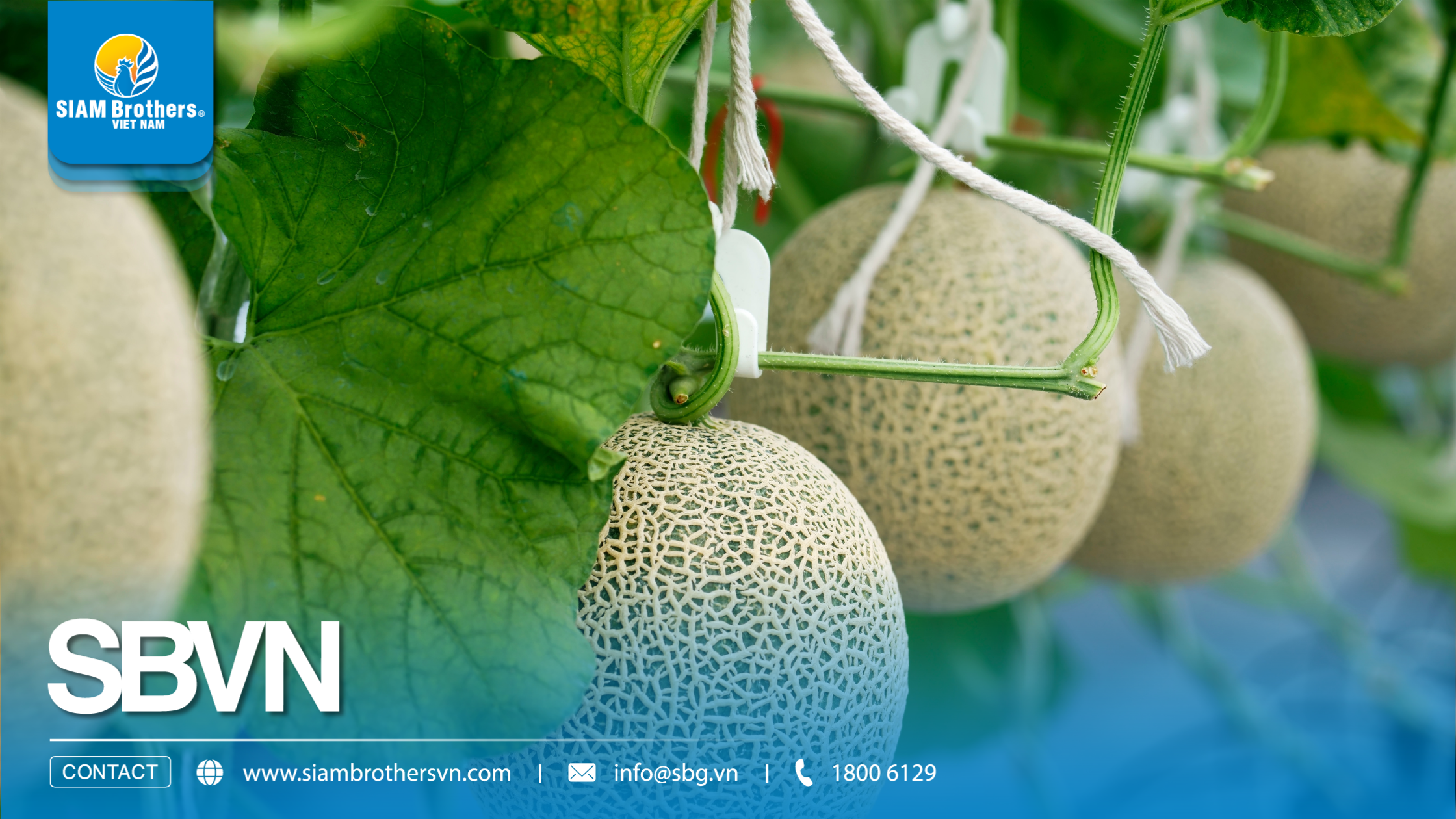 Cách làm giàn treo dưa lưới trong nhà màng đúng kỹ thuật 