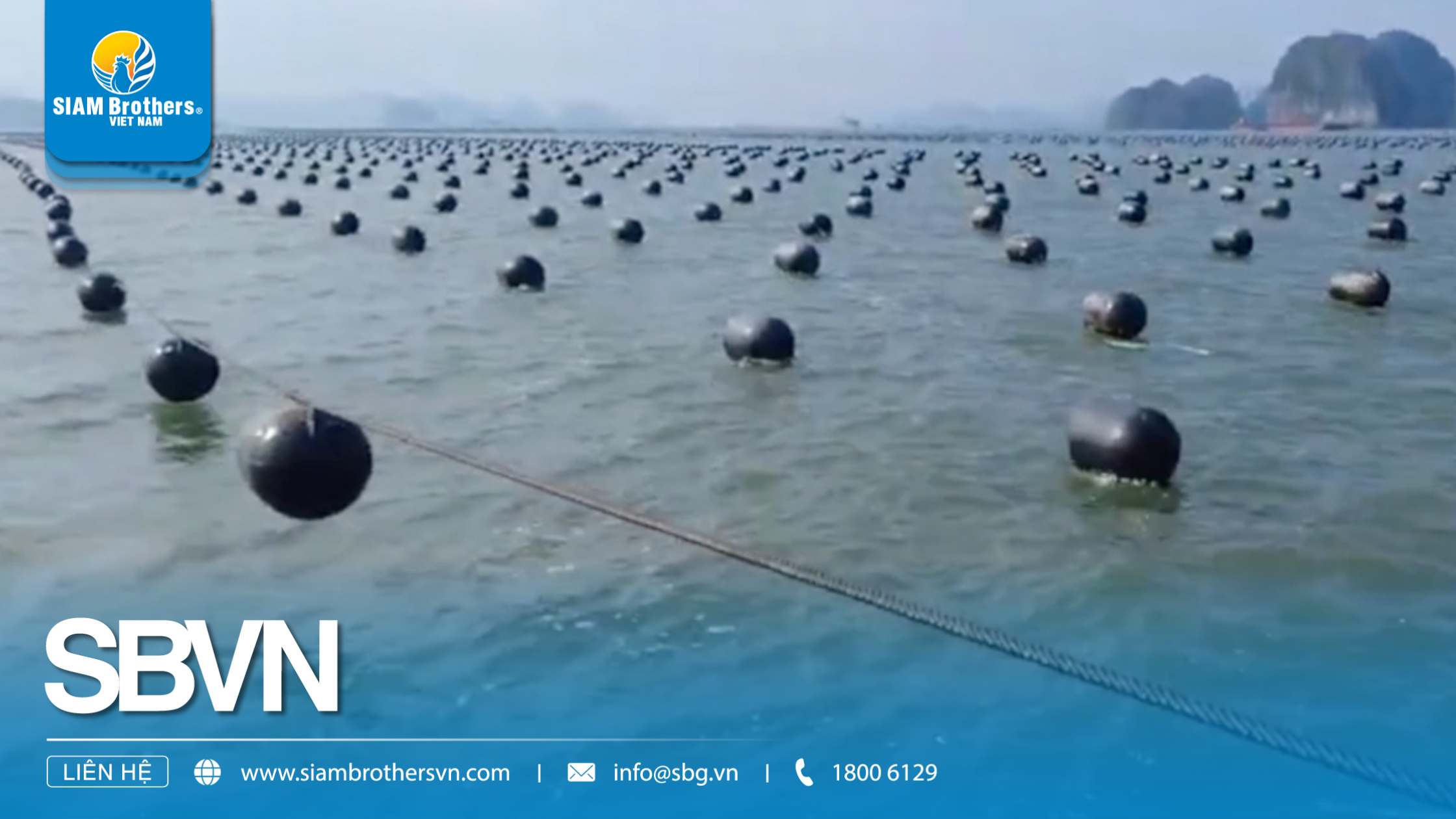 Dây treo hàu là gì? Ứng dụng và lợi ích trong nuôi hàu thương phẩm