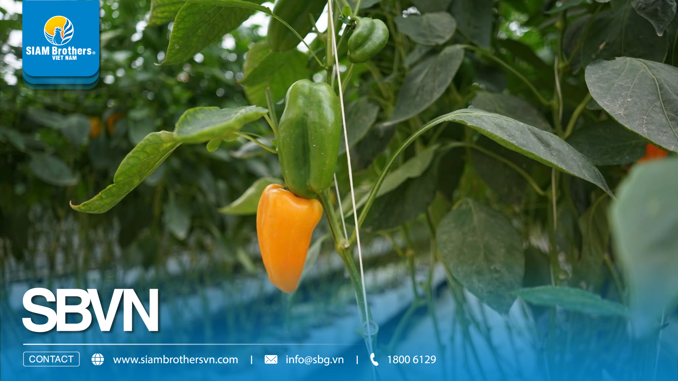 Dây treo nâng cây chịu lực bao nhiêu? Cách tính tải trọng khi treo cây