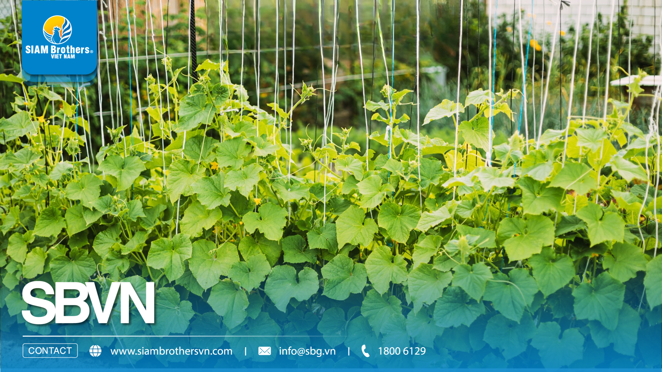 Cách sử dụng dây treo nhà kính cho dưa lưới, cà chua, dưa leo 