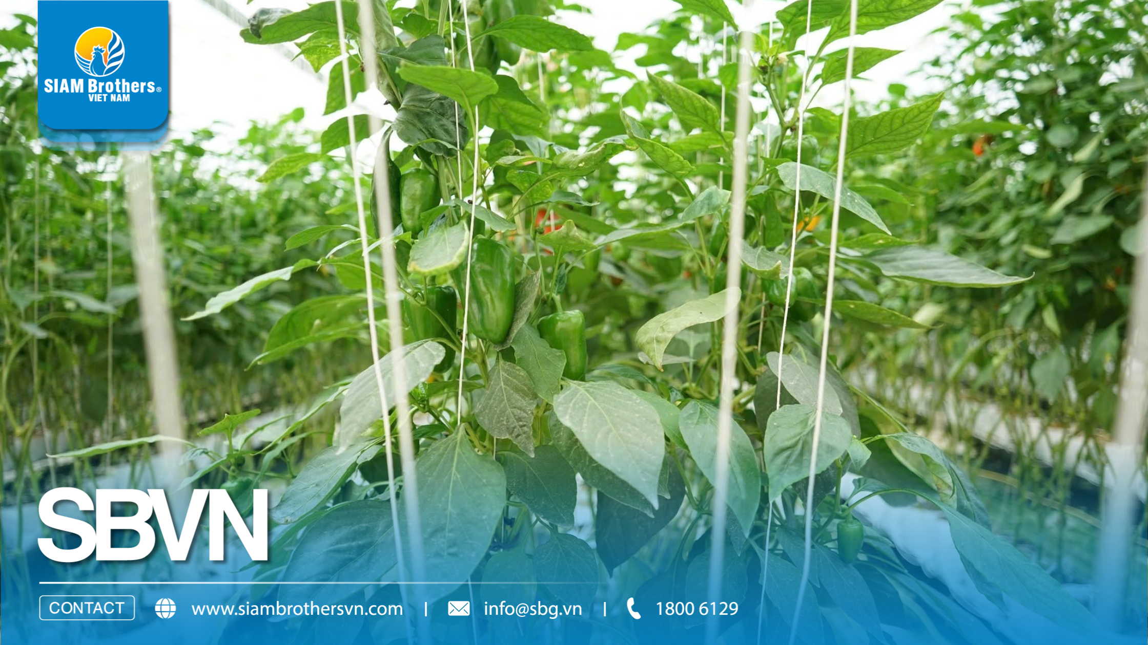 Cách sử dụng dây treo nhà kính cho dưa lưới, cà chua, dưa leo 