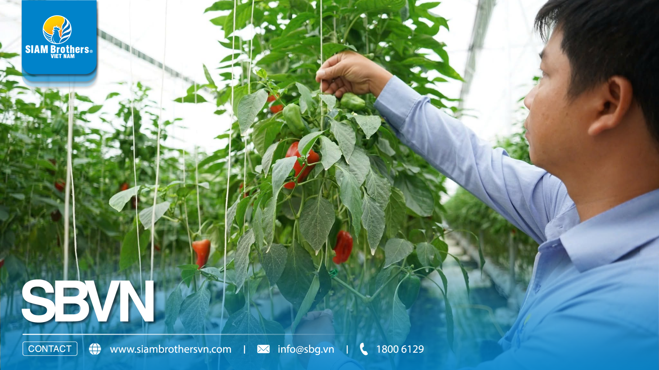 Cách sử dụng dây treo nhà kính cho dưa lưới, cà chua, dưa leo 