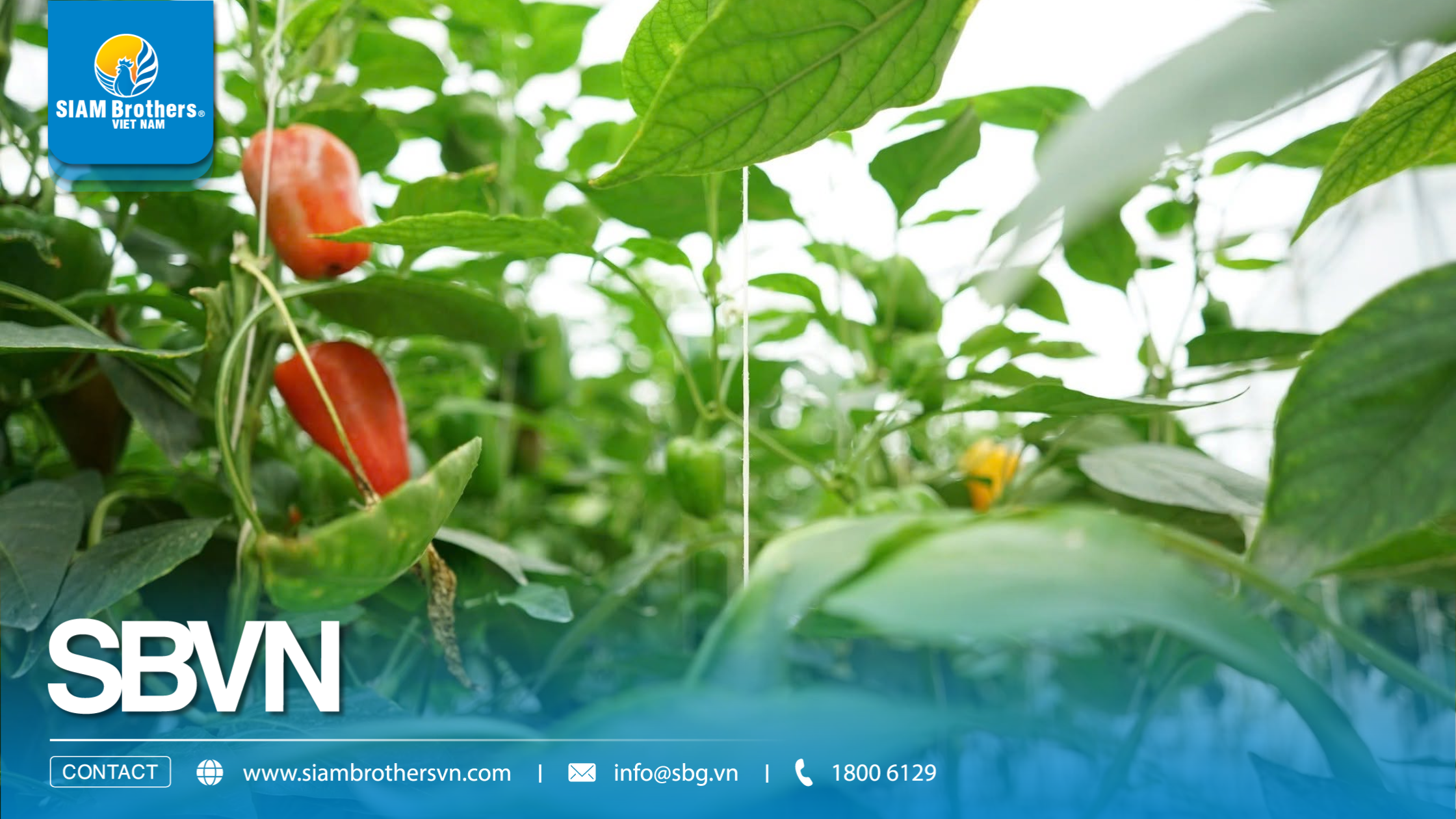 Cách sử dụng dây treo nhà kính cho dưa lưới, cà chua, dưa leo 