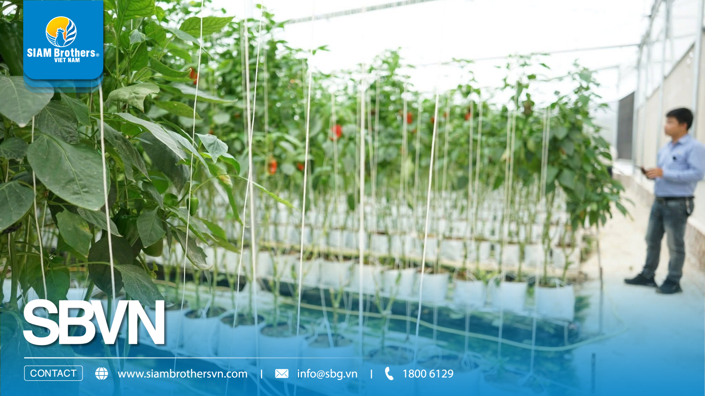 Cách sử dụng dây treo nhà kính cho dưa lưới, cà chua, dưa leo 