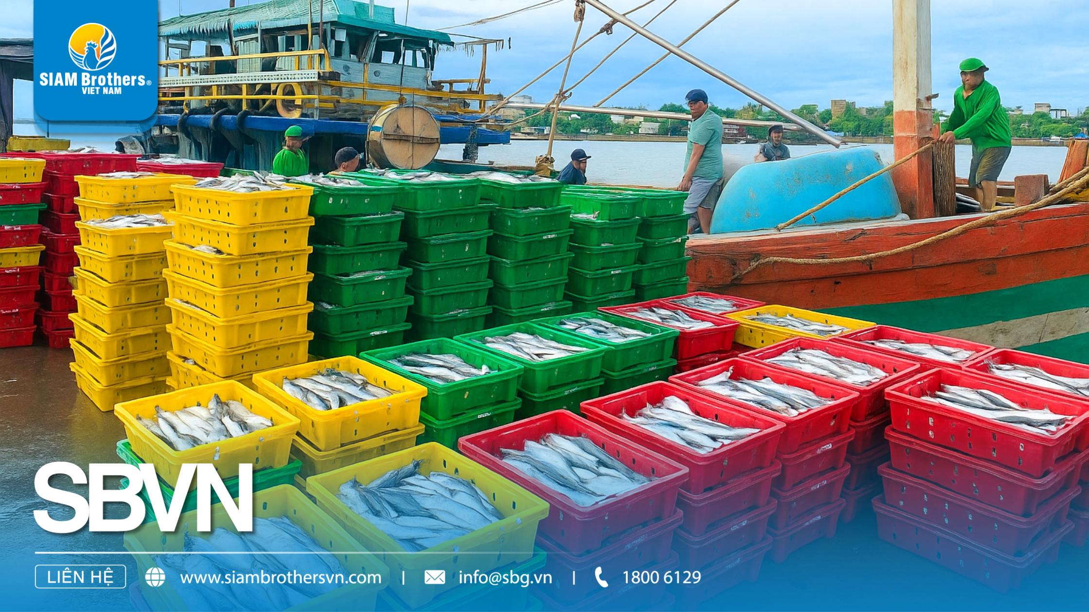 Khay cá là gì? Ứng dụng thực tế trong ngư nghiệp và bảo quản thủy sản