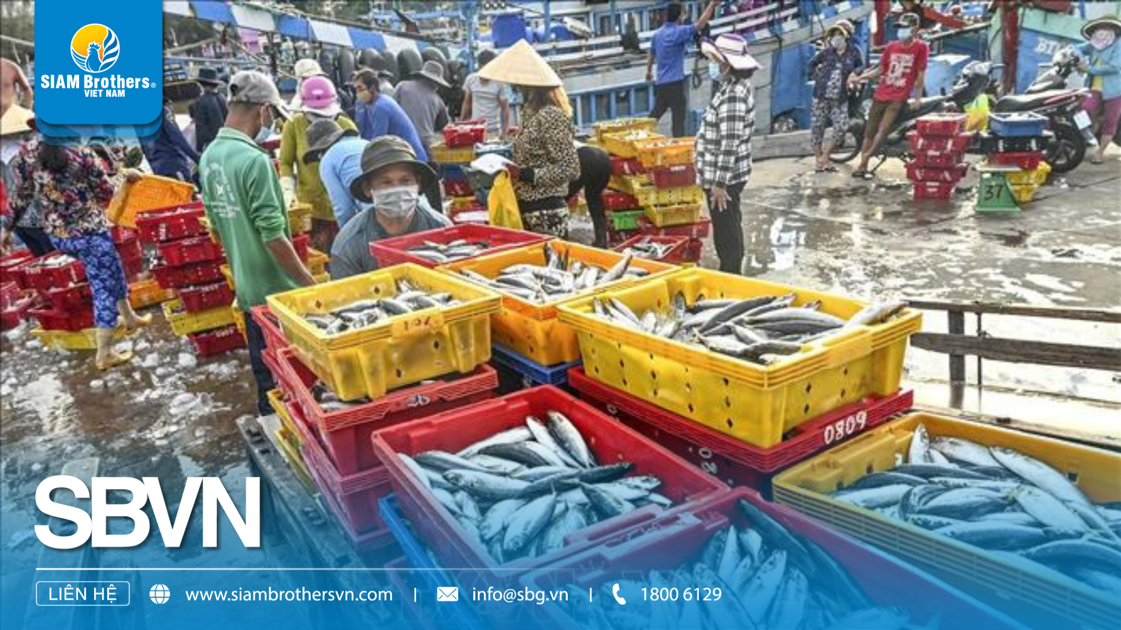 Khay cá là gì? Ứng dụng thực tế trong ngư nghiệp và bảo quản thủy sản