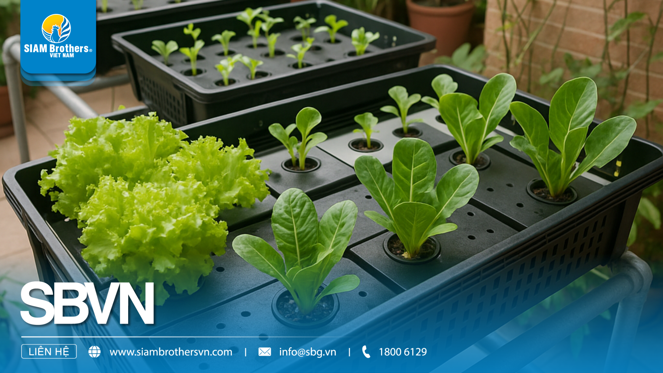 Khay nhựa dài trồng cây — Hướng dẫn chi tiết: chọn kích thước, vật liệu và cách ươm hạt hiệu quả