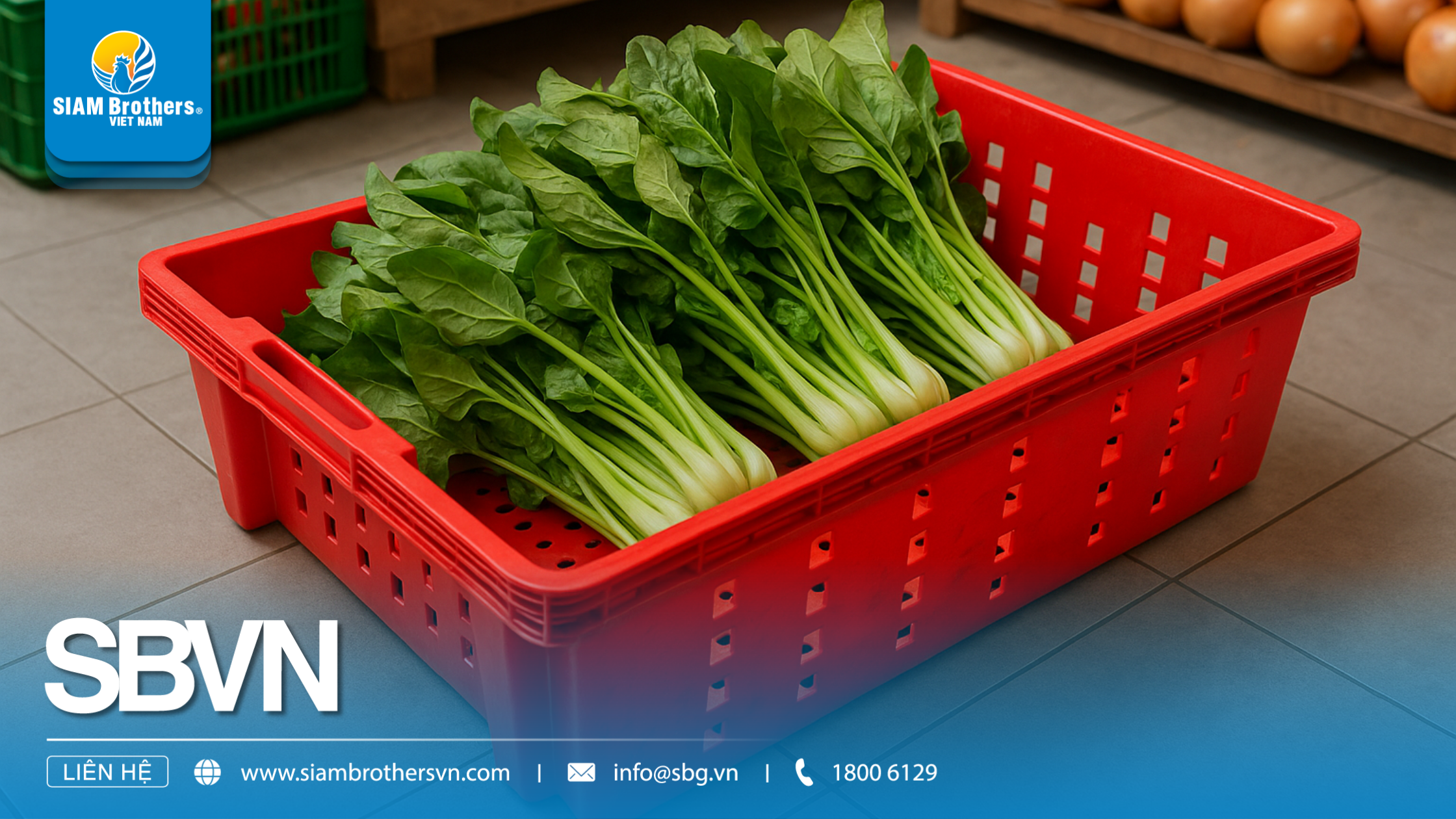 Hướng dẫn chọn và mua khay nhựa PP phù hợp: kích thước, độ dày, ứng dụng