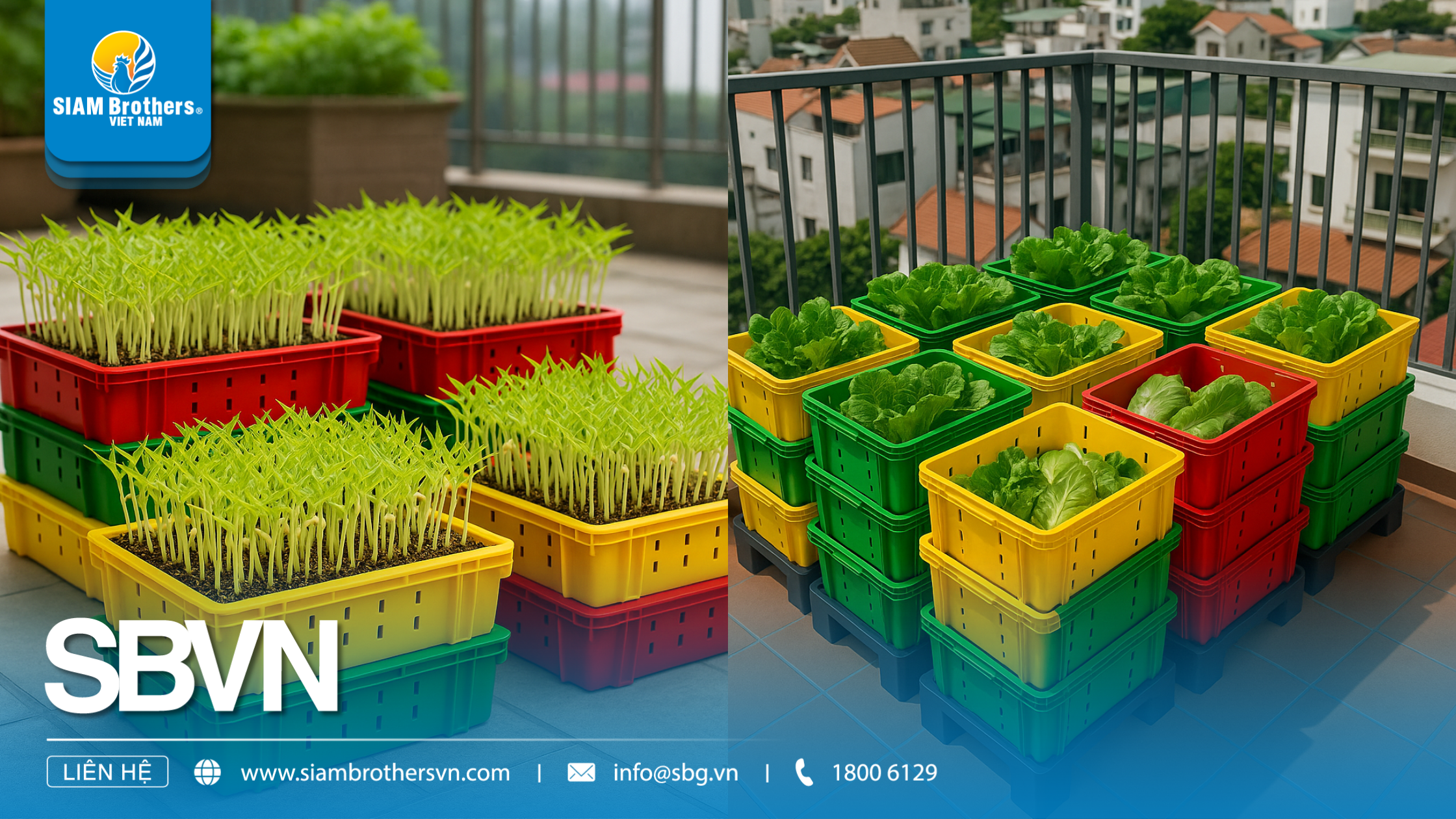 Hướng dẫn cách trồng rau sạch tại nhà bằng khay nhựa đơn giản và hiệu quả