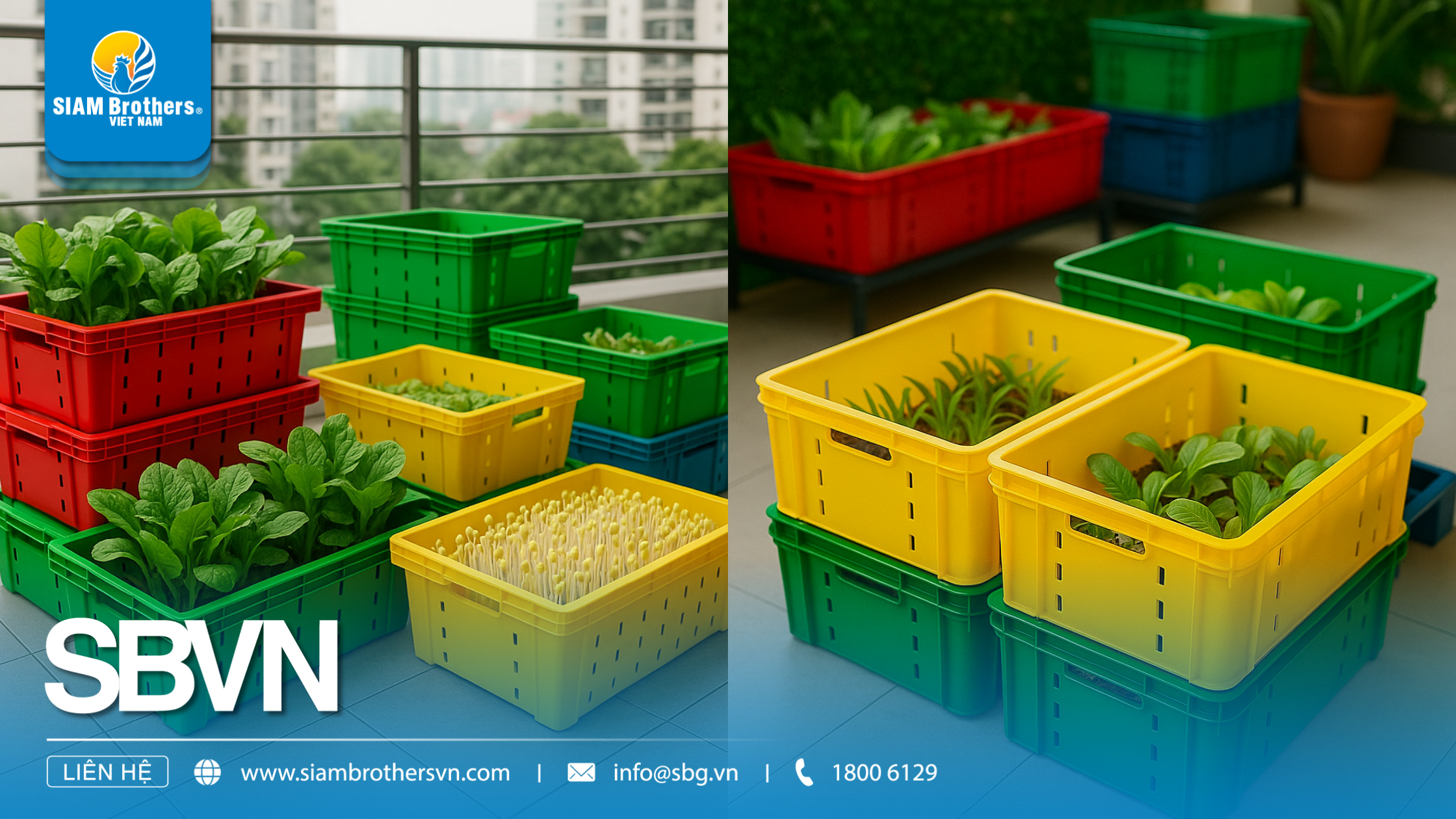 Hướng dẫn cách trồng rau sạch tại nhà bằng khay nhựa đơn giản và hiệu quả
