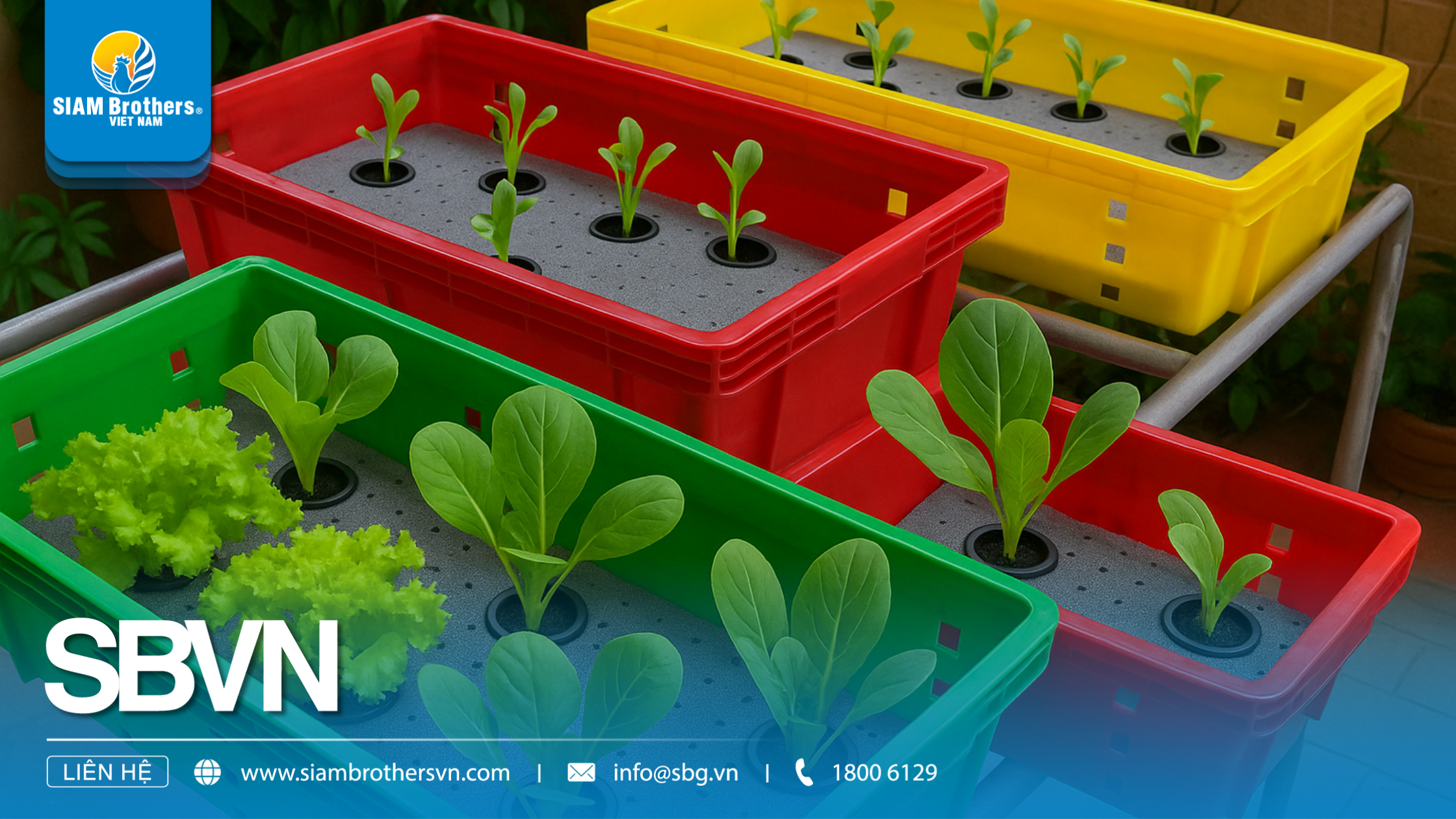 Hướng dẫn cách trồng rau sạch tại nhà bằng khay nhựa đơn giản và hiệu quả