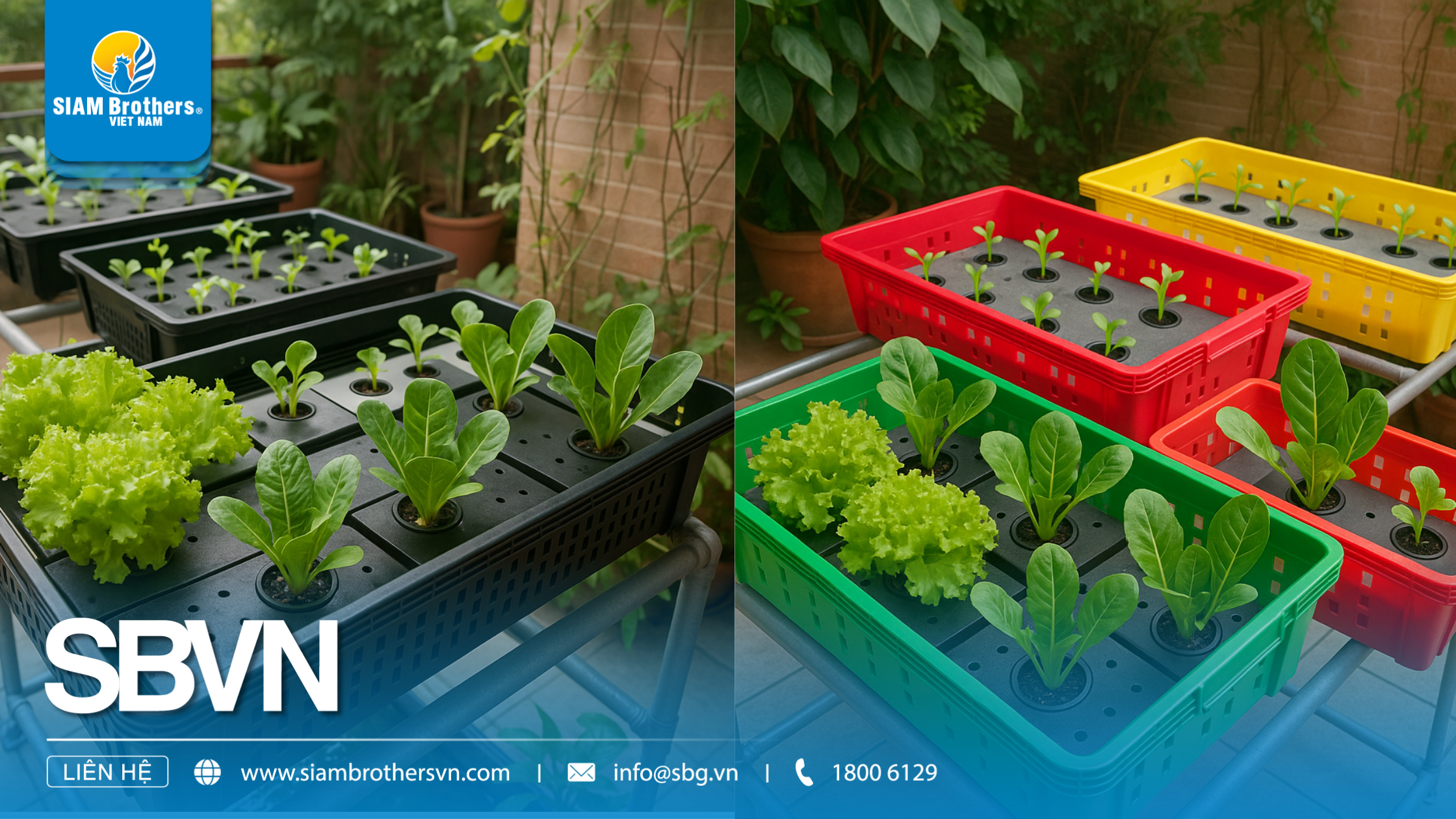 Hướng dẫn cách trồng rau sạch tại nhà bằng khay nhựa đơn giản và hiệu quả