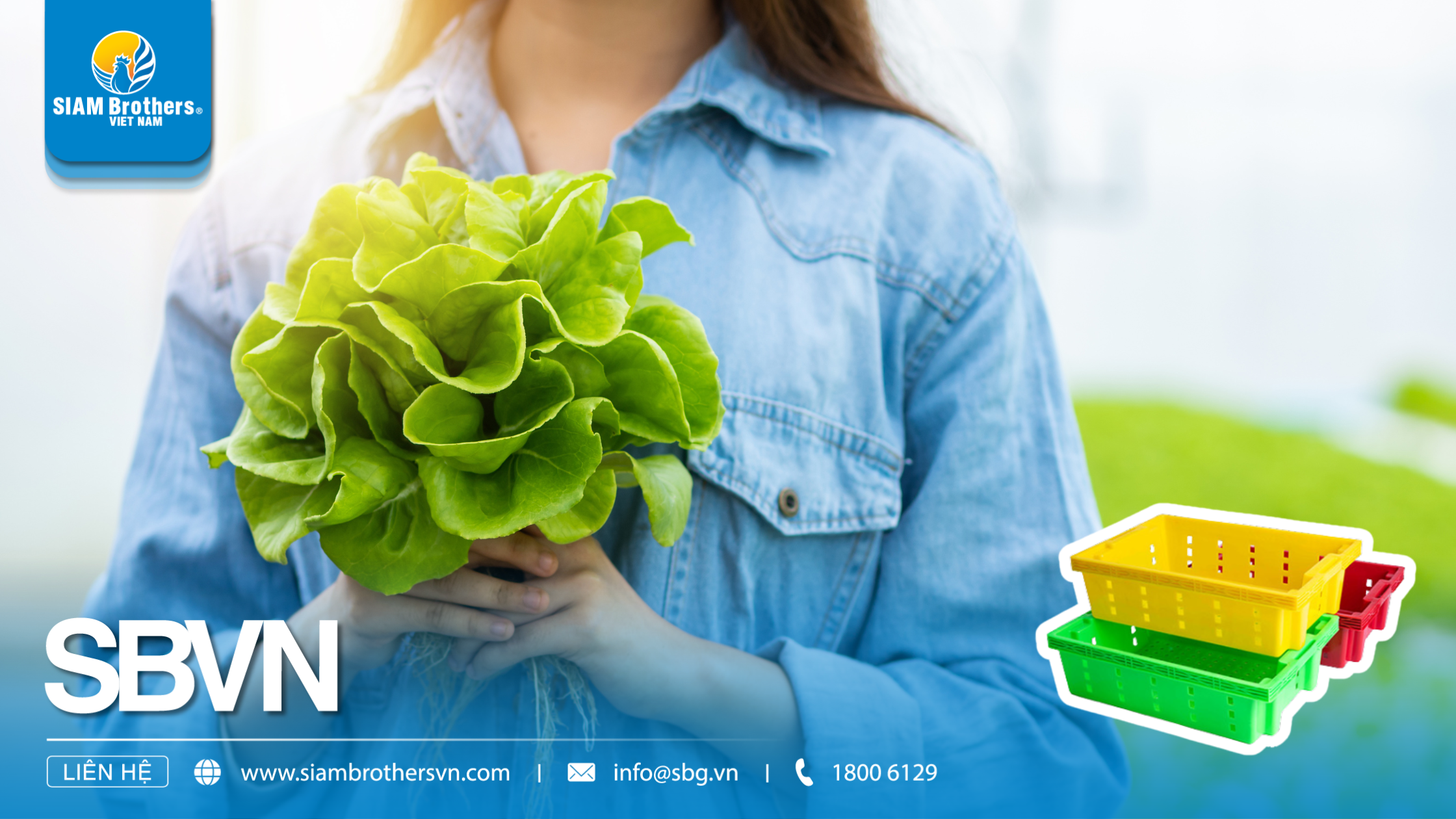 Kinh nghiệm chọn mua khay nhựa trồng rau thủy canh chất lượng, giá tốt