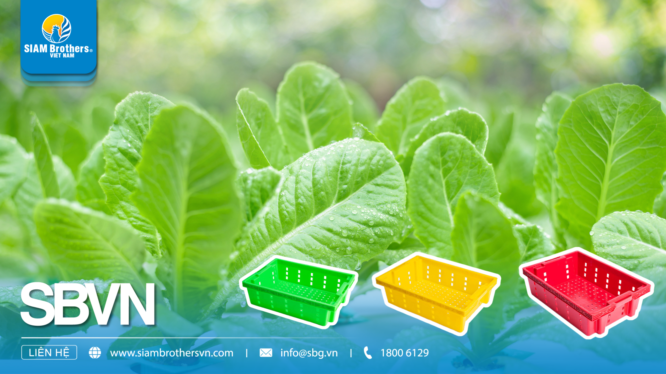 Kinh nghiệm chọn mua khay nhựa trồng rau thủy canh chất lượng, giá tốt