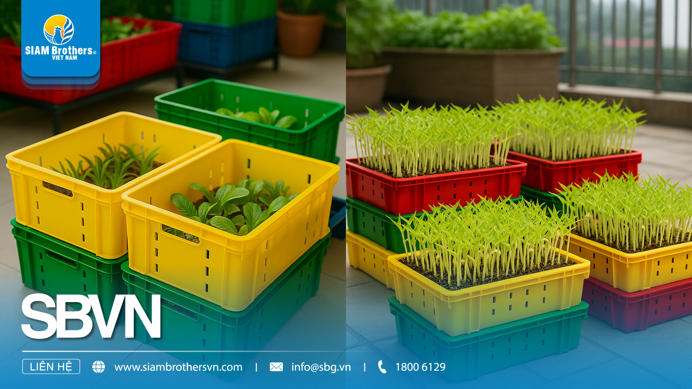 Kinh nghiệm chọn mua khay nhựa trồng rau thủy canh chất lượng, giá tốt