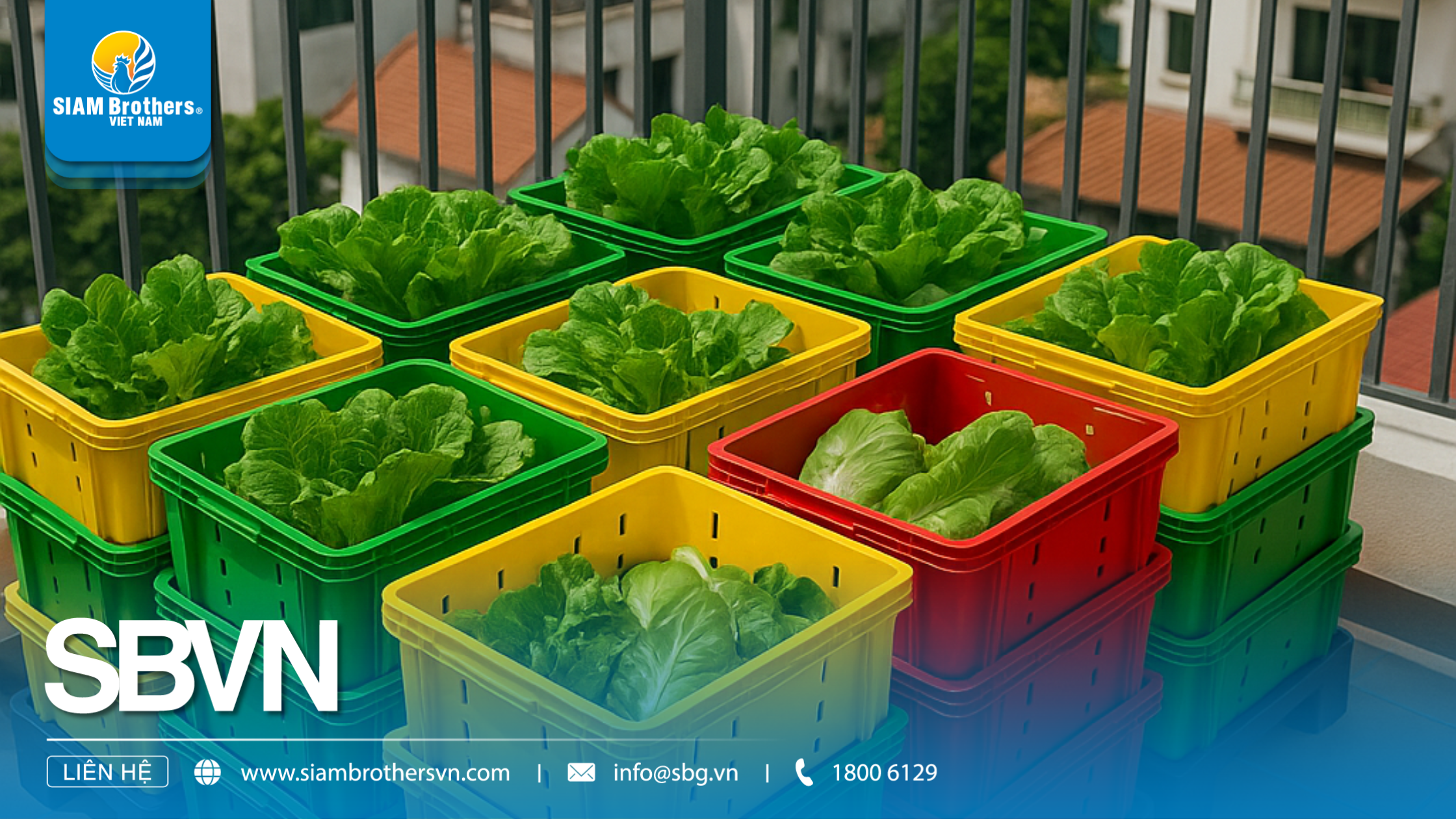 Kinh nghiệm chọn mua khay nhựa trồng rau thủy canh chất lượng, giá tốt
