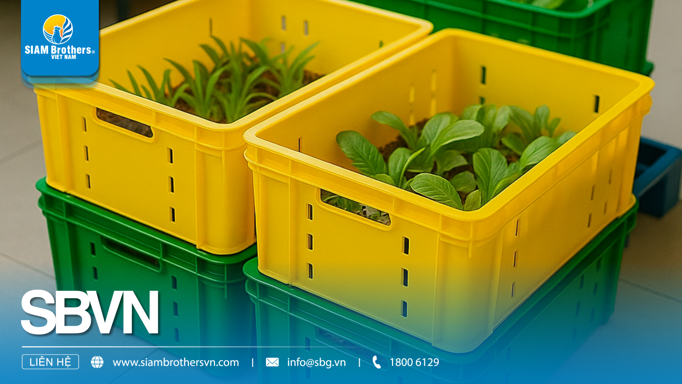 Khay nhựa ươm cây giống là gì? Cấu tạo, công dụng và cách sử dụng hiệu quả nhất